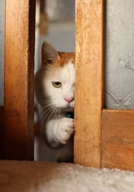 冷めた表情をした画像が集まるトピ