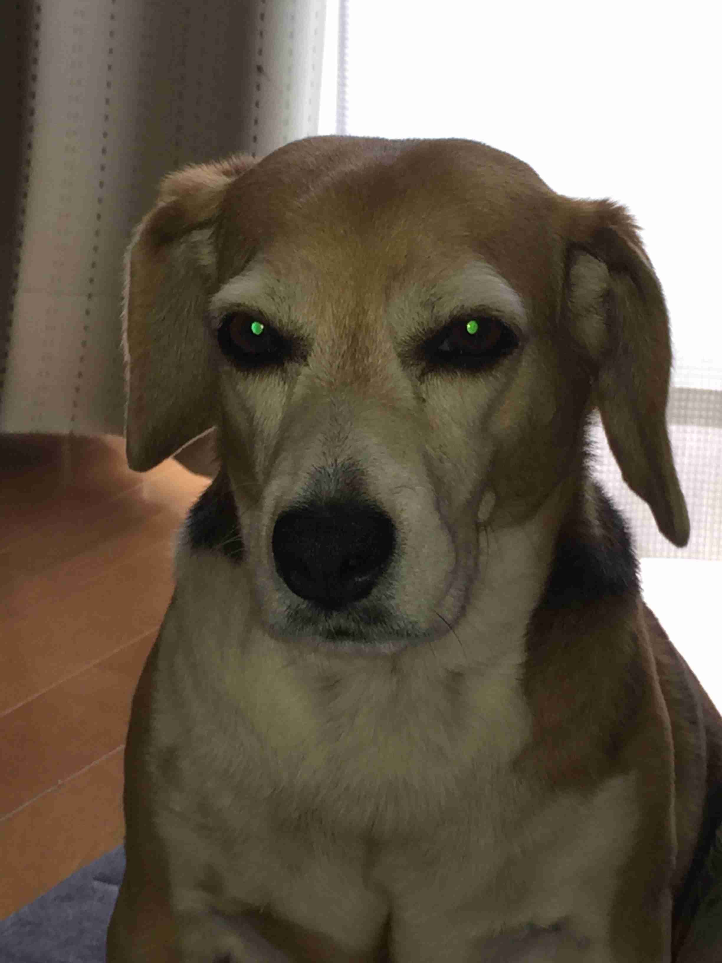 冷めた表情をした画像が集まるトピ