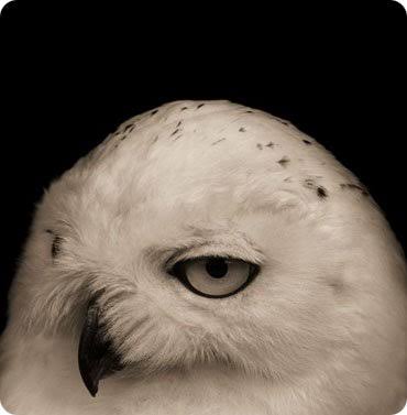 冷めた表情をした画像が集まるトピ