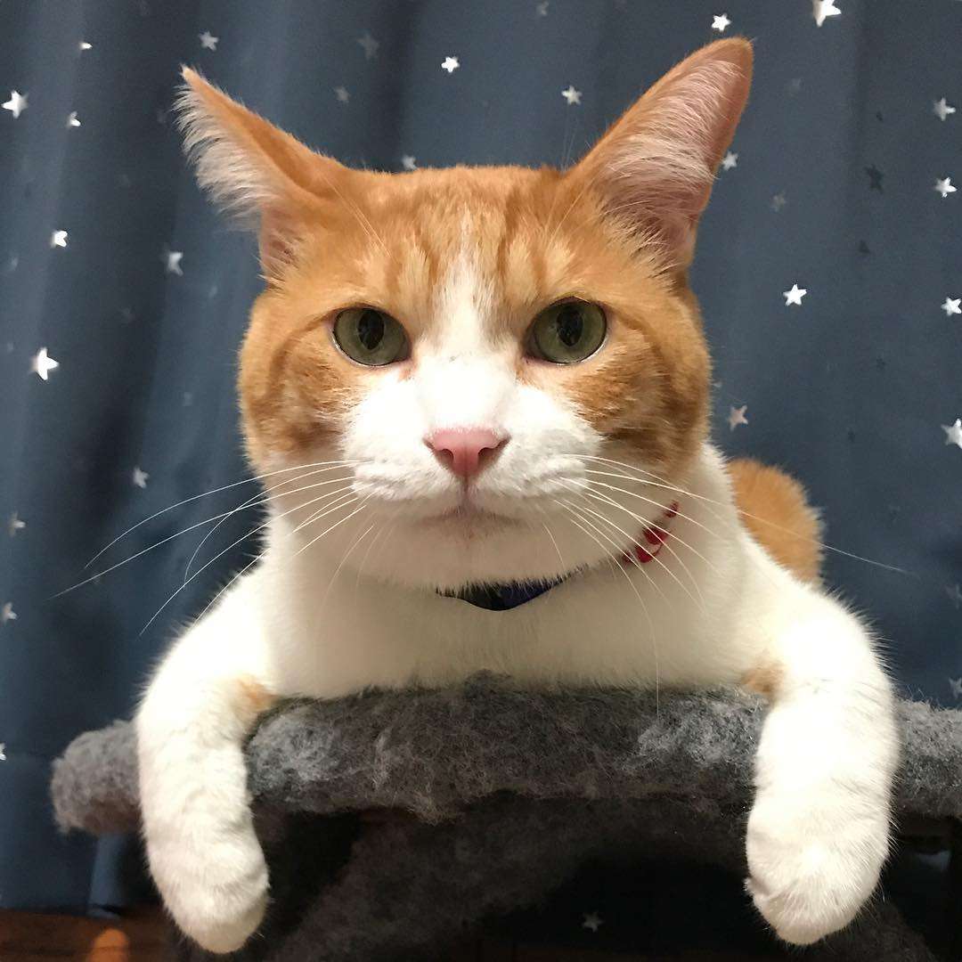 冷めた表情をした画像が集まるトピ