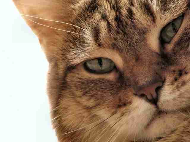 冷めた表情をした画像が集まるトピ