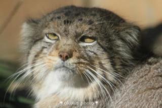 冷めた表情をした画像が集まるトピ