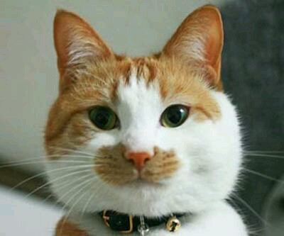 冷めた表情をした画像が集まるトピ