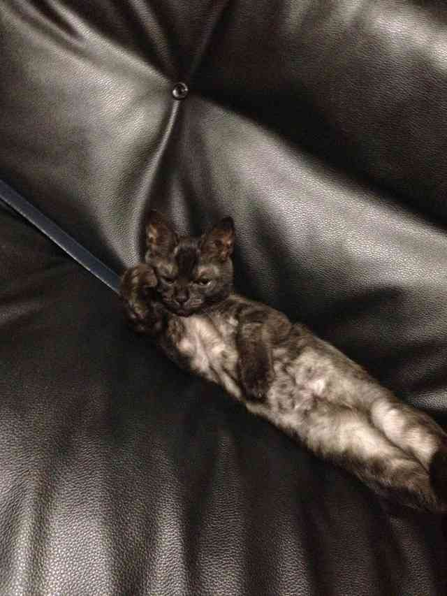 冷めた表情をした画像が集まるトピ