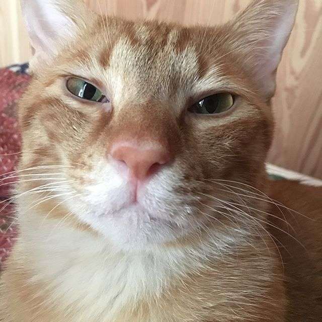 冷めた表情をした画像が集まるトピ