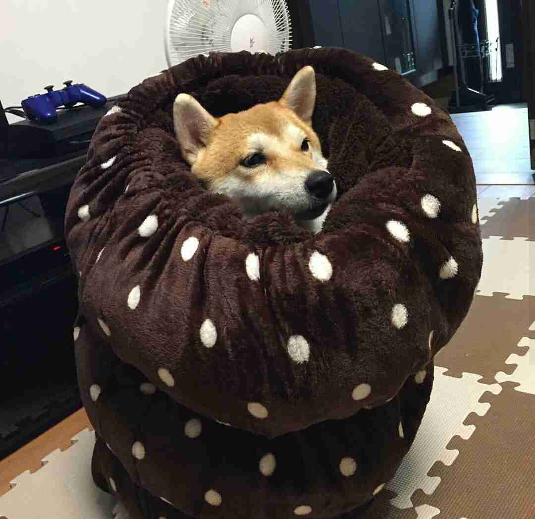 最近しまむらで何買いましたか？