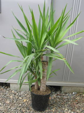 【画像】成人式の記念品