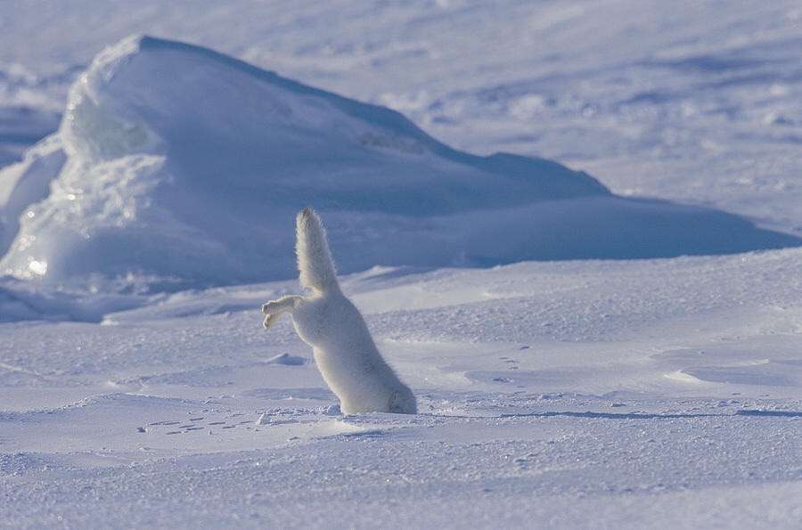 キツネ きつね 狐の画像 ガールズちゃんねる Girls Channel