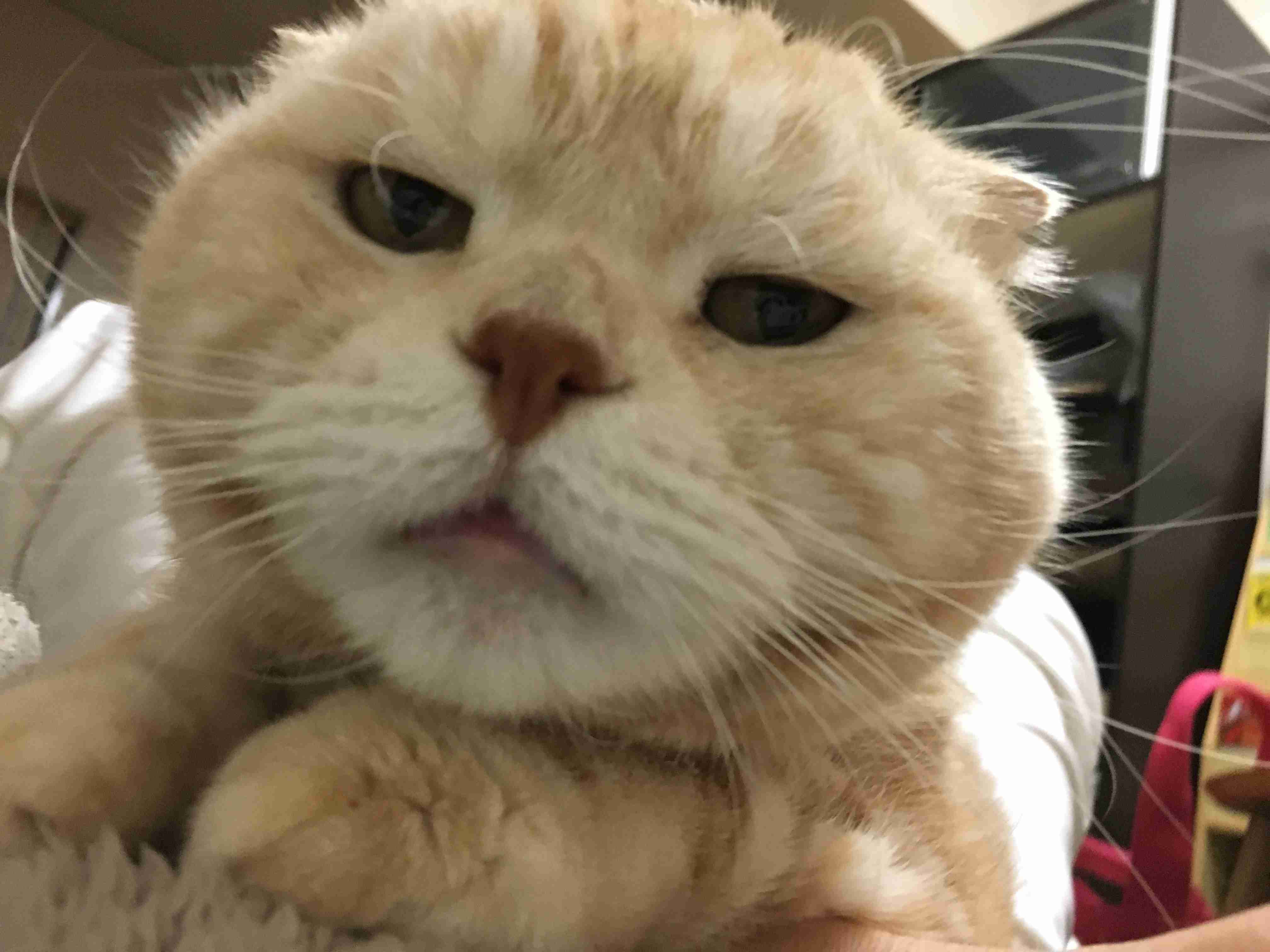 (身バレしない程度に)お宅の猫ちゃん見せてください!