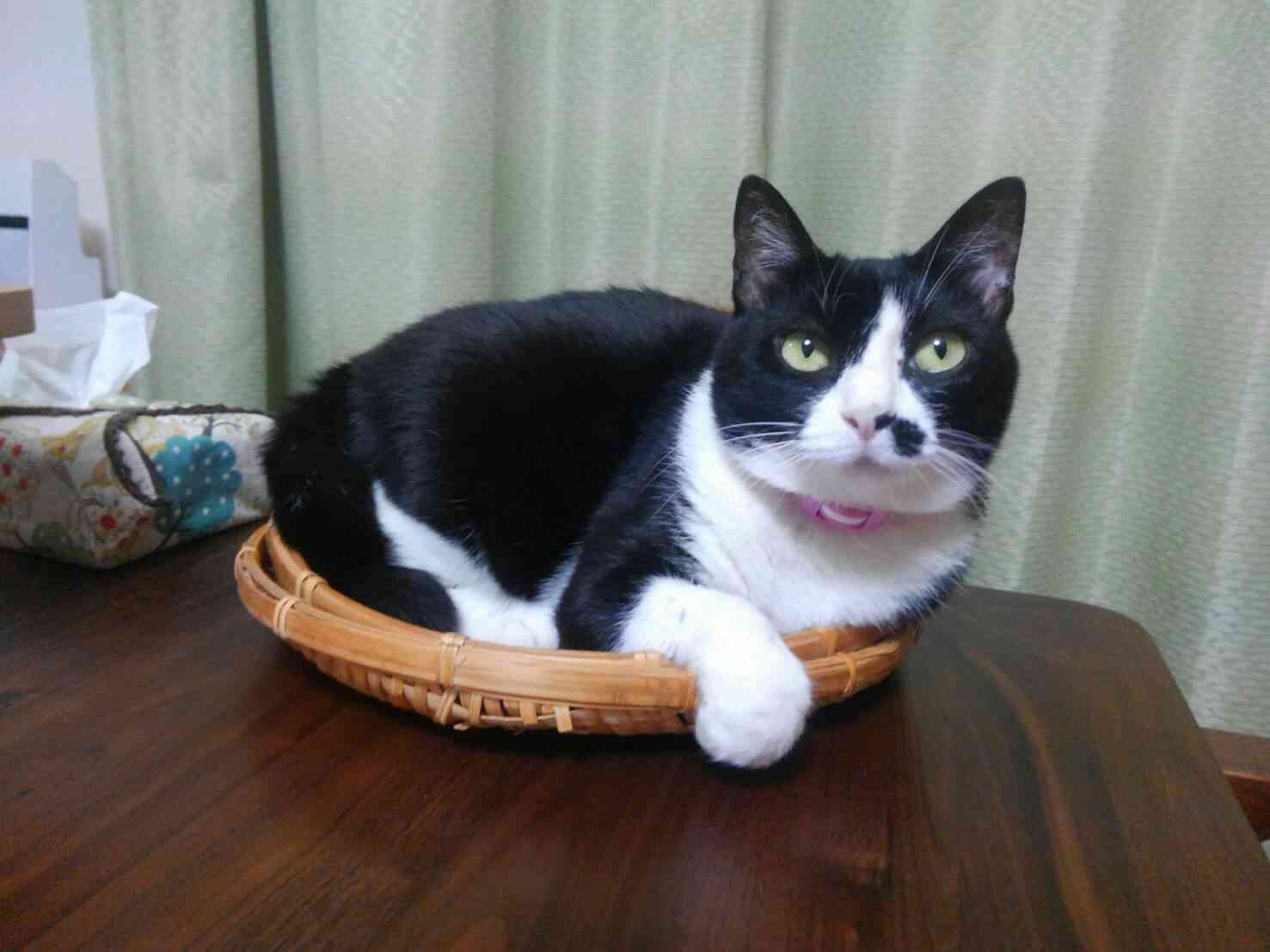 (身バレしない程度に)お宅の猫ちゃん見せてください!