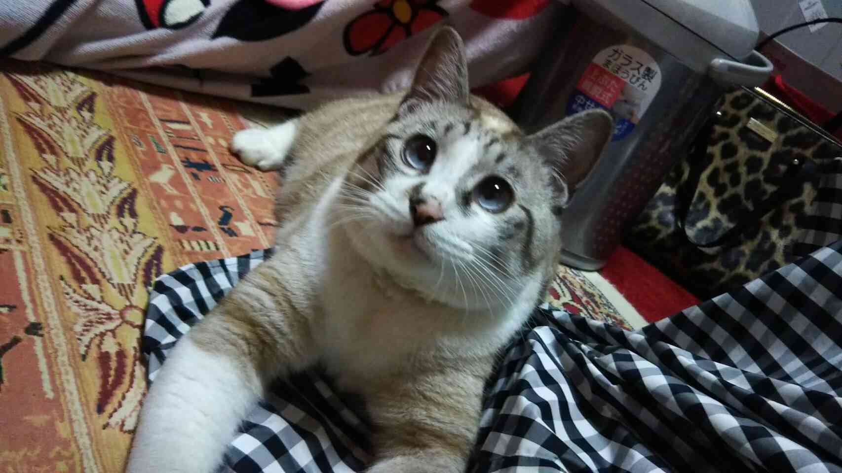 (身バレしない程度に)お宅の猫ちゃん見せてください!