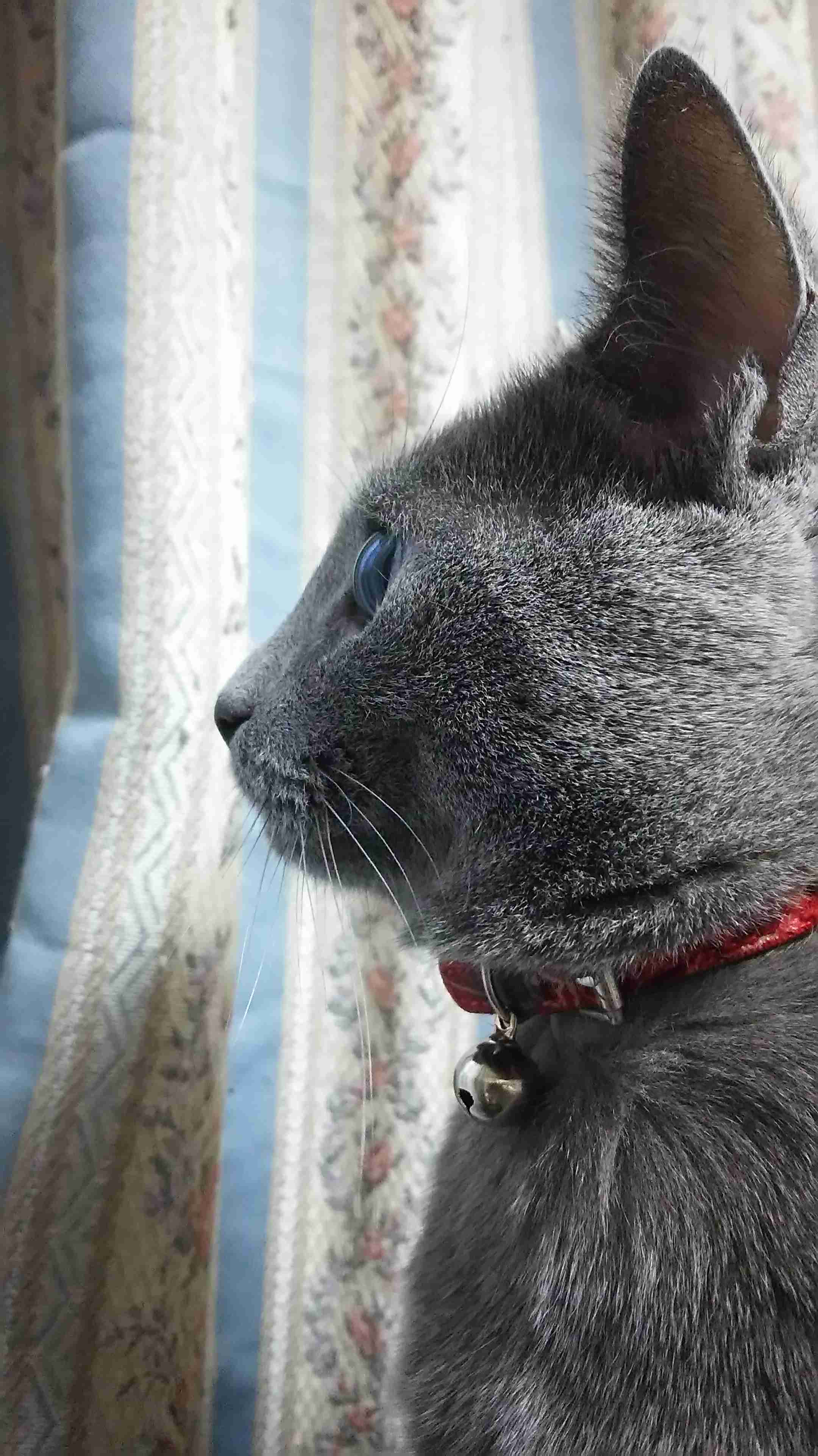 (身バレしない程度に)お宅の猫ちゃん見せてください!
