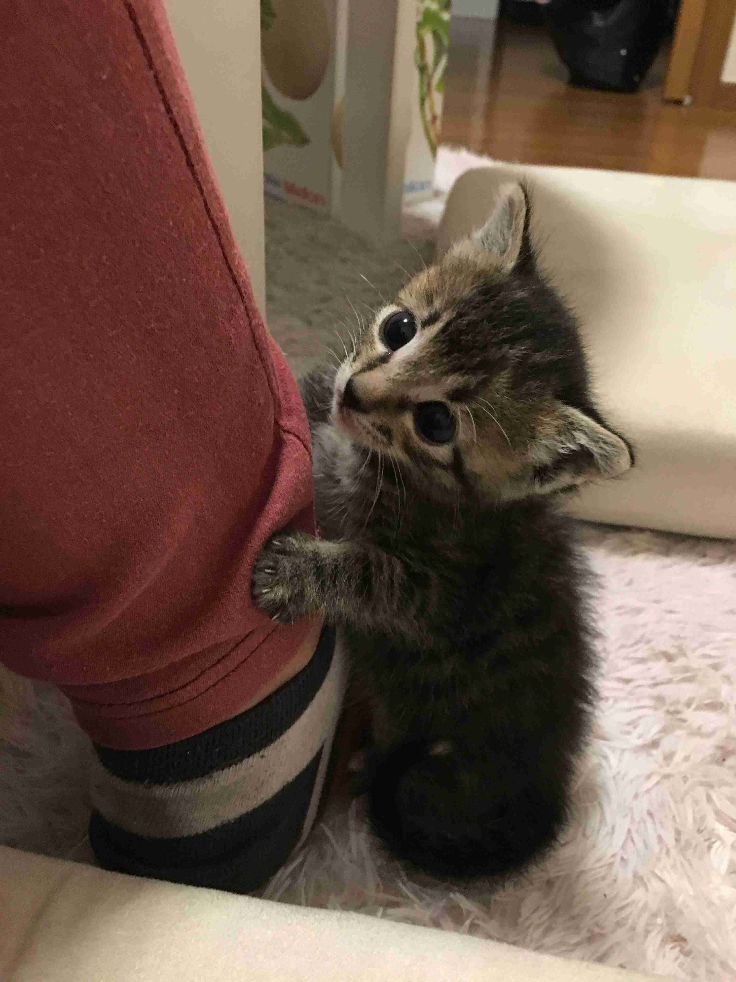 (身バレしない程度に)お宅の猫ちゃん見せてください!