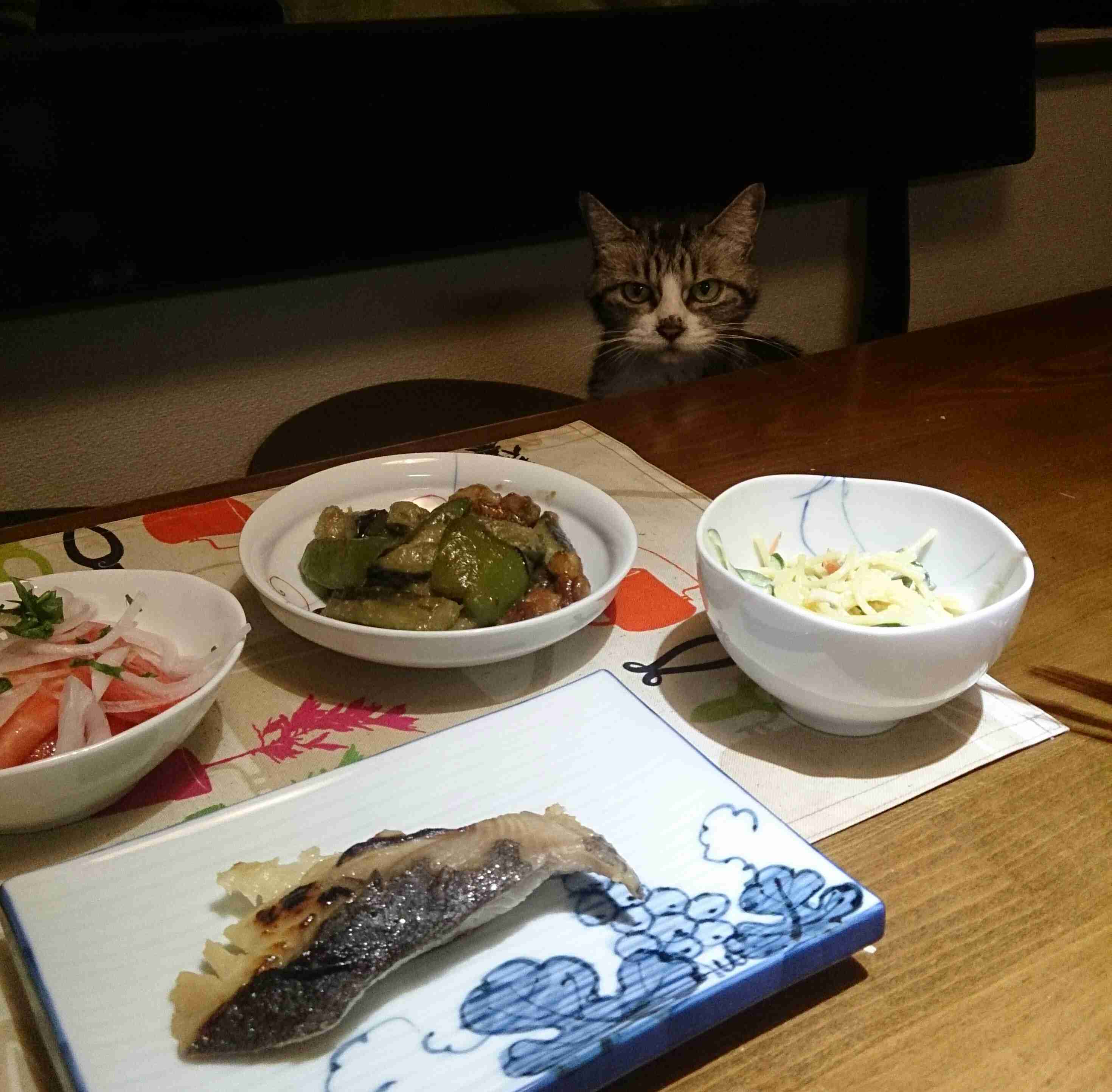 (身バレしない程度に)お宅の猫ちゃん見せてください!