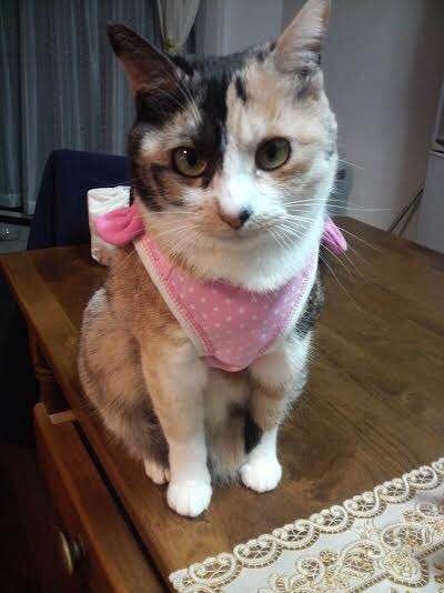 (身バレしない程度に)お宅の猫ちゃん見せてください!