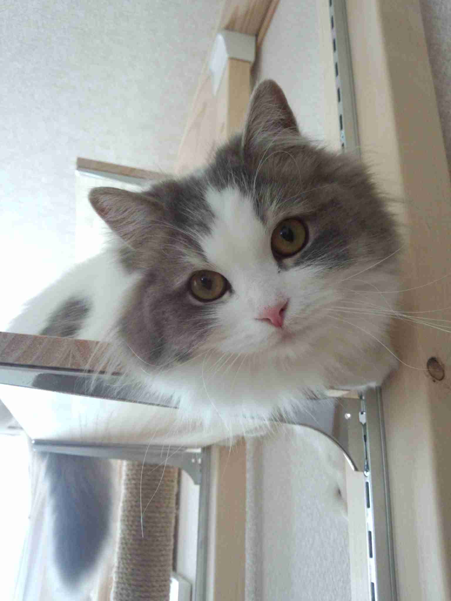 (身バレしない程度に)お宅の猫ちゃん見せてください!