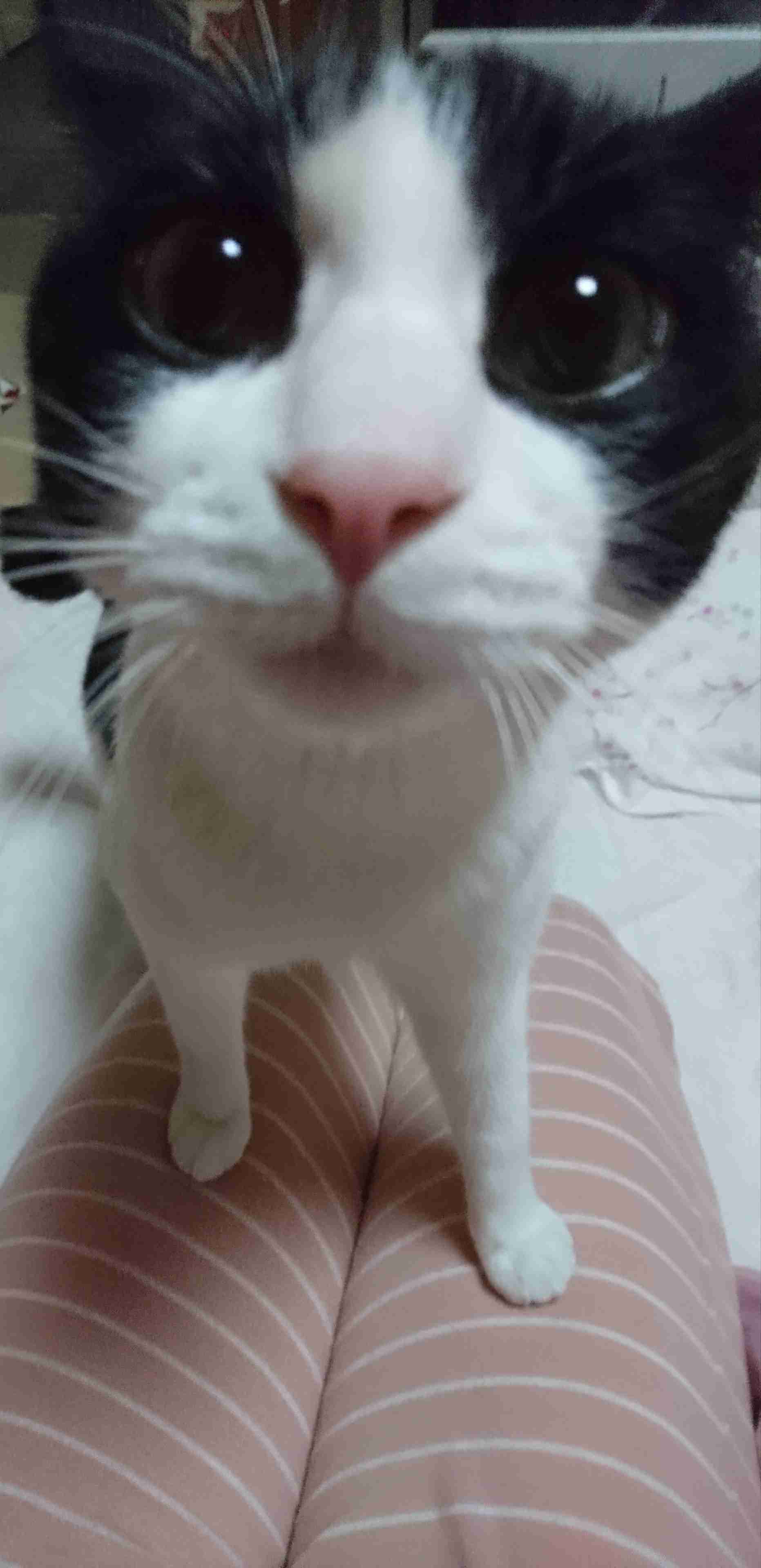 (身バレしない程度に)お宅の猫ちゃん見せてください!