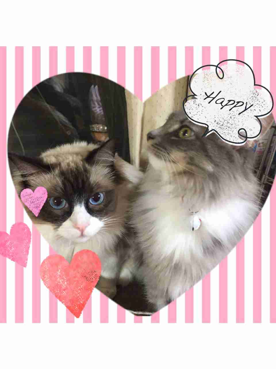 (身バレしない程度に)お宅の猫ちゃん見せてください!
