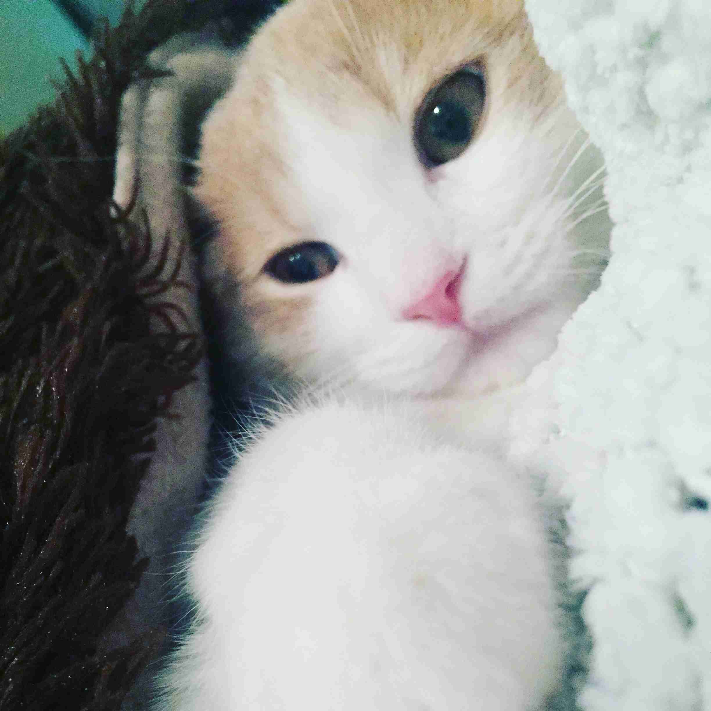 (身バレしない程度に)お宅の猫ちゃん見せてください!