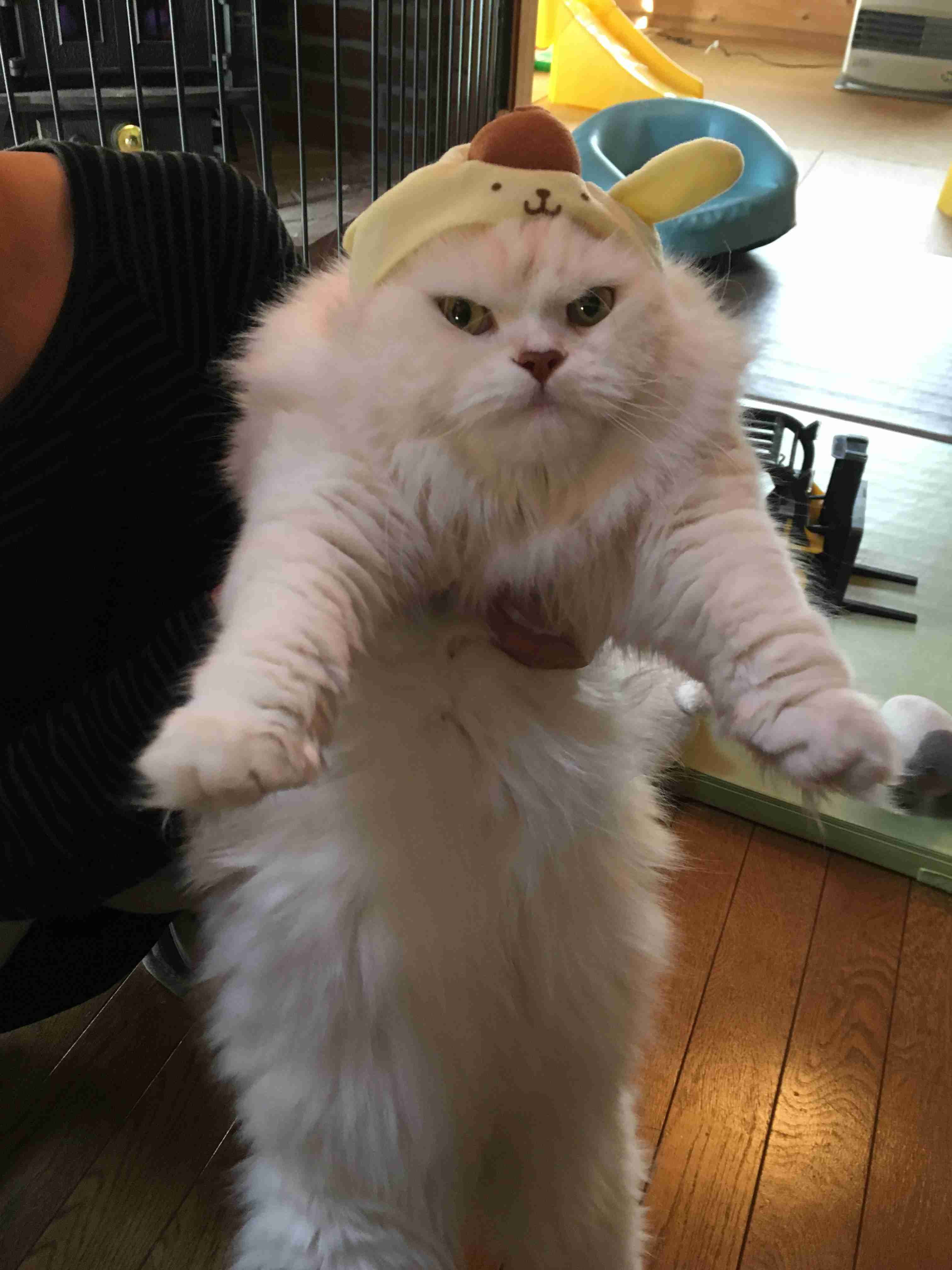(身バレしない程度に)お宅の猫ちゃん見せてください!
