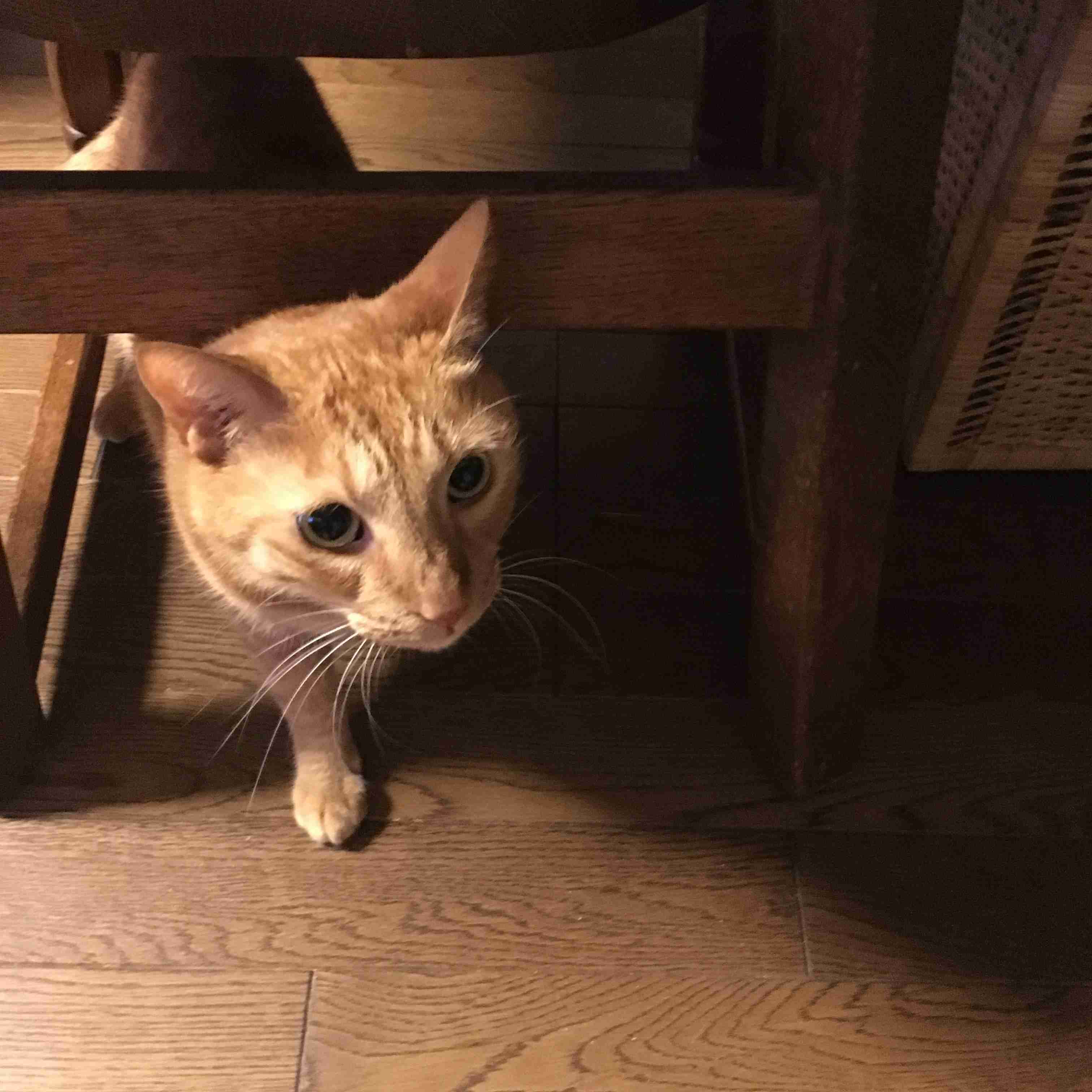 (身バレしない程度に)お宅の猫ちゃん見せてください!