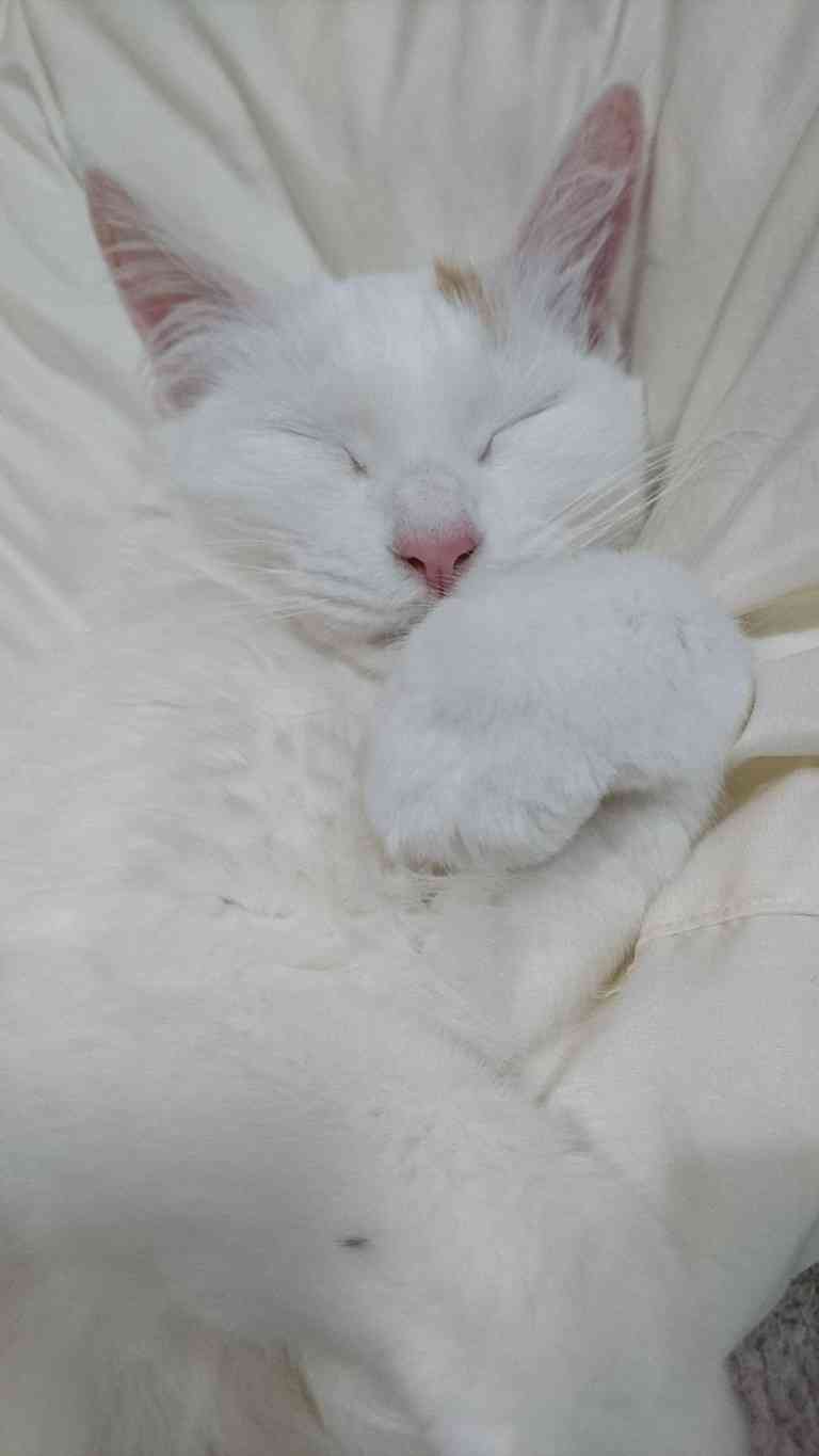 (身バレしない程度に)お宅の猫ちゃん見せてください!