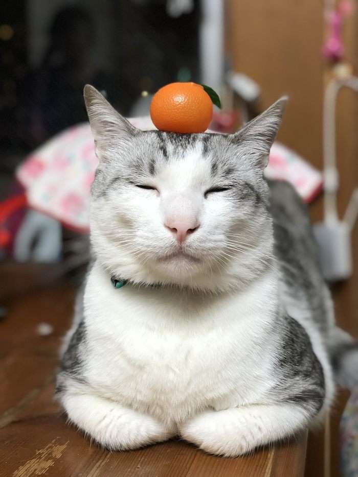 (身バレしない程度に)お宅の猫ちゃん見せてください!