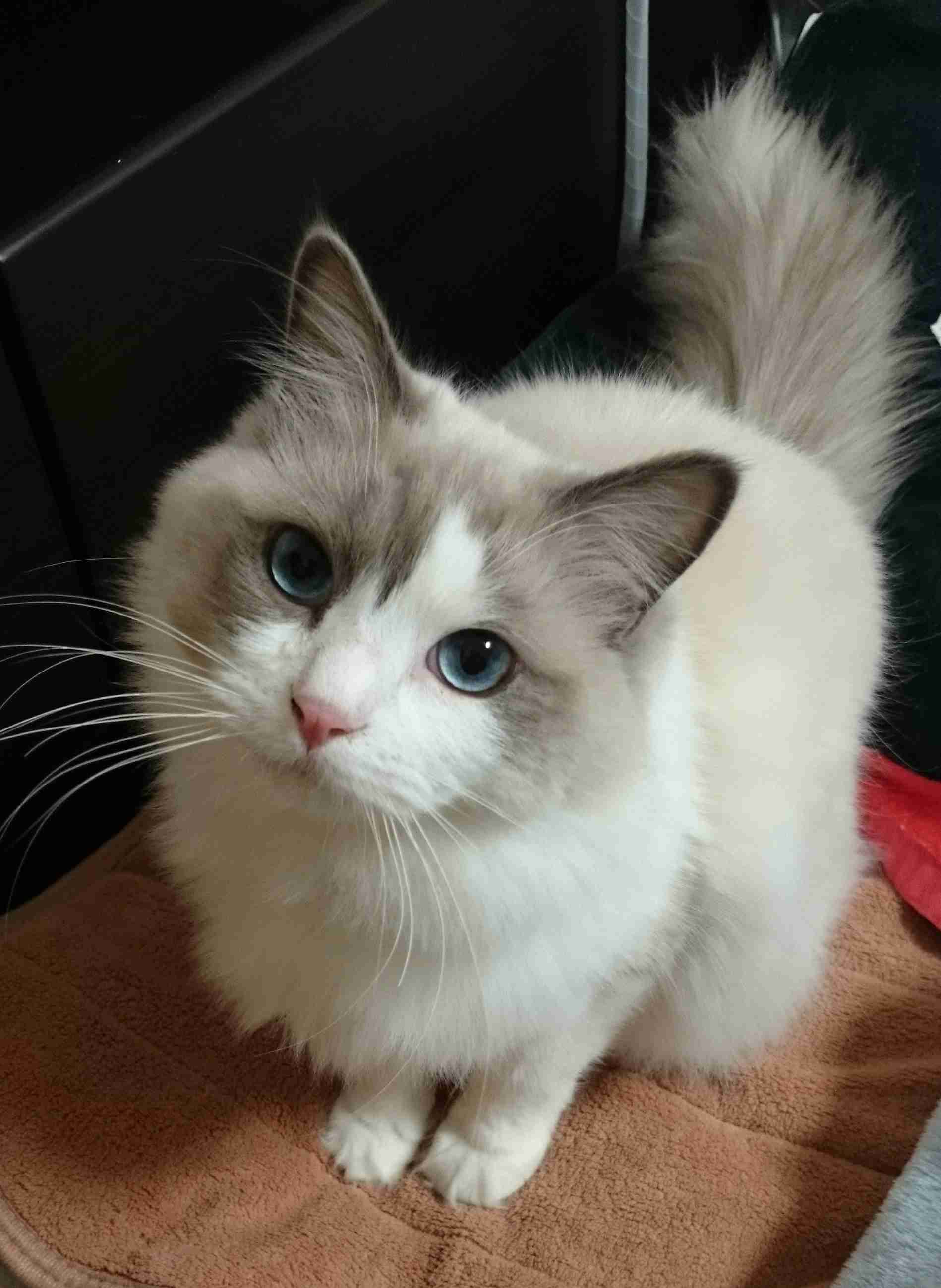 (身バレしない程度に)お宅の猫ちゃん見せてください!