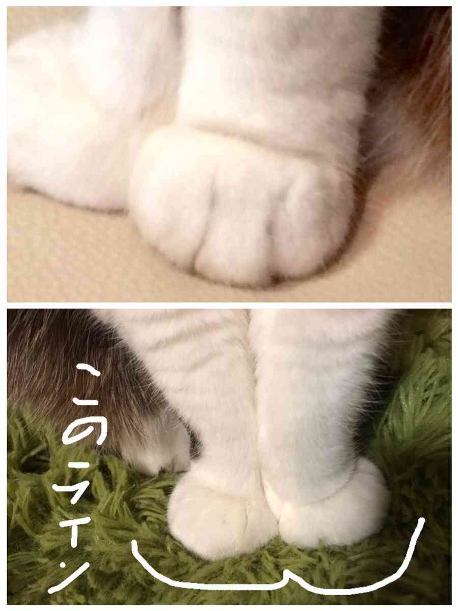(身バレしない程度に)お宅の猫ちゃん見せてください！