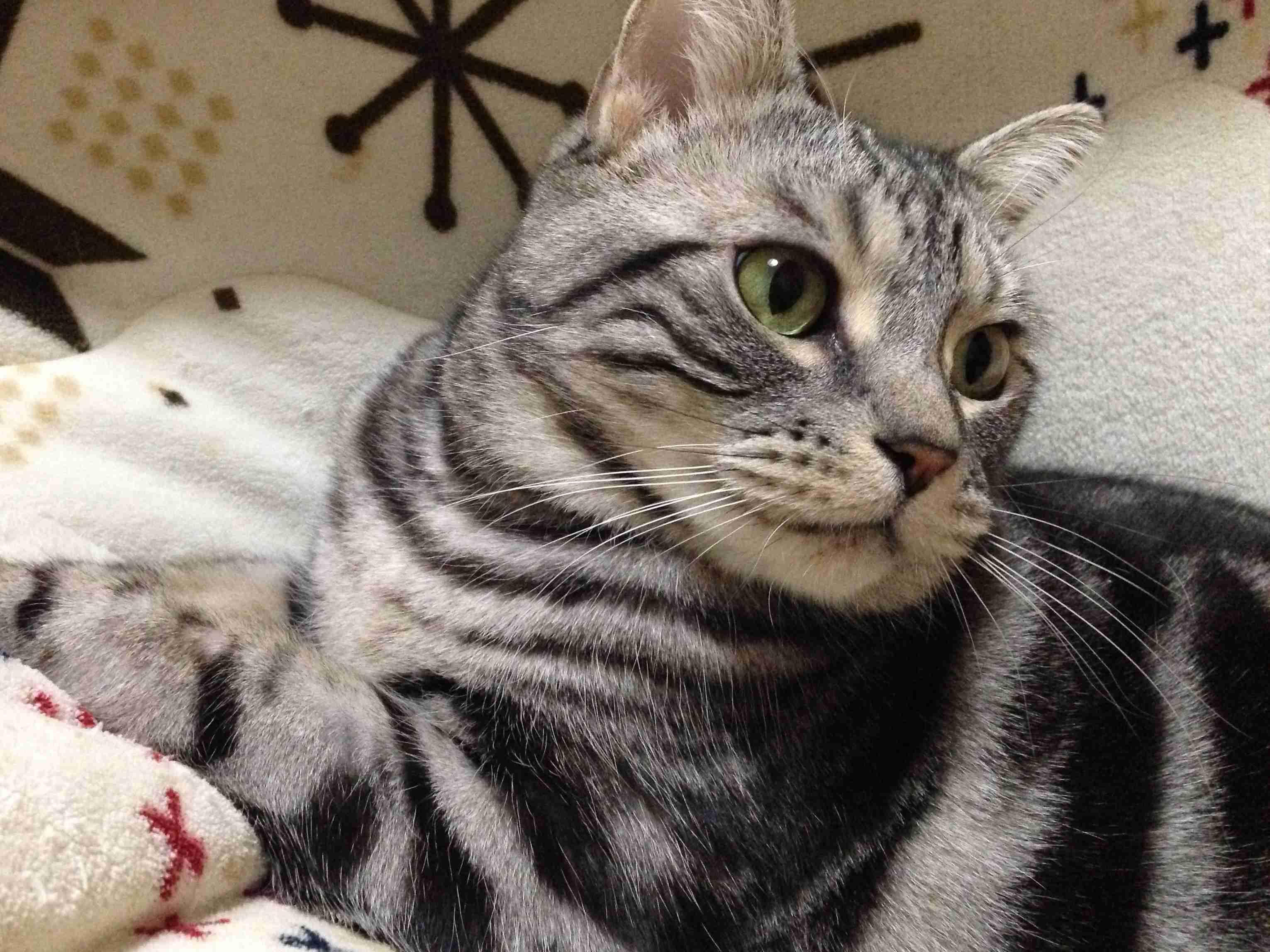 (身バレしない程度に)お宅の猫ちゃん見せてください!