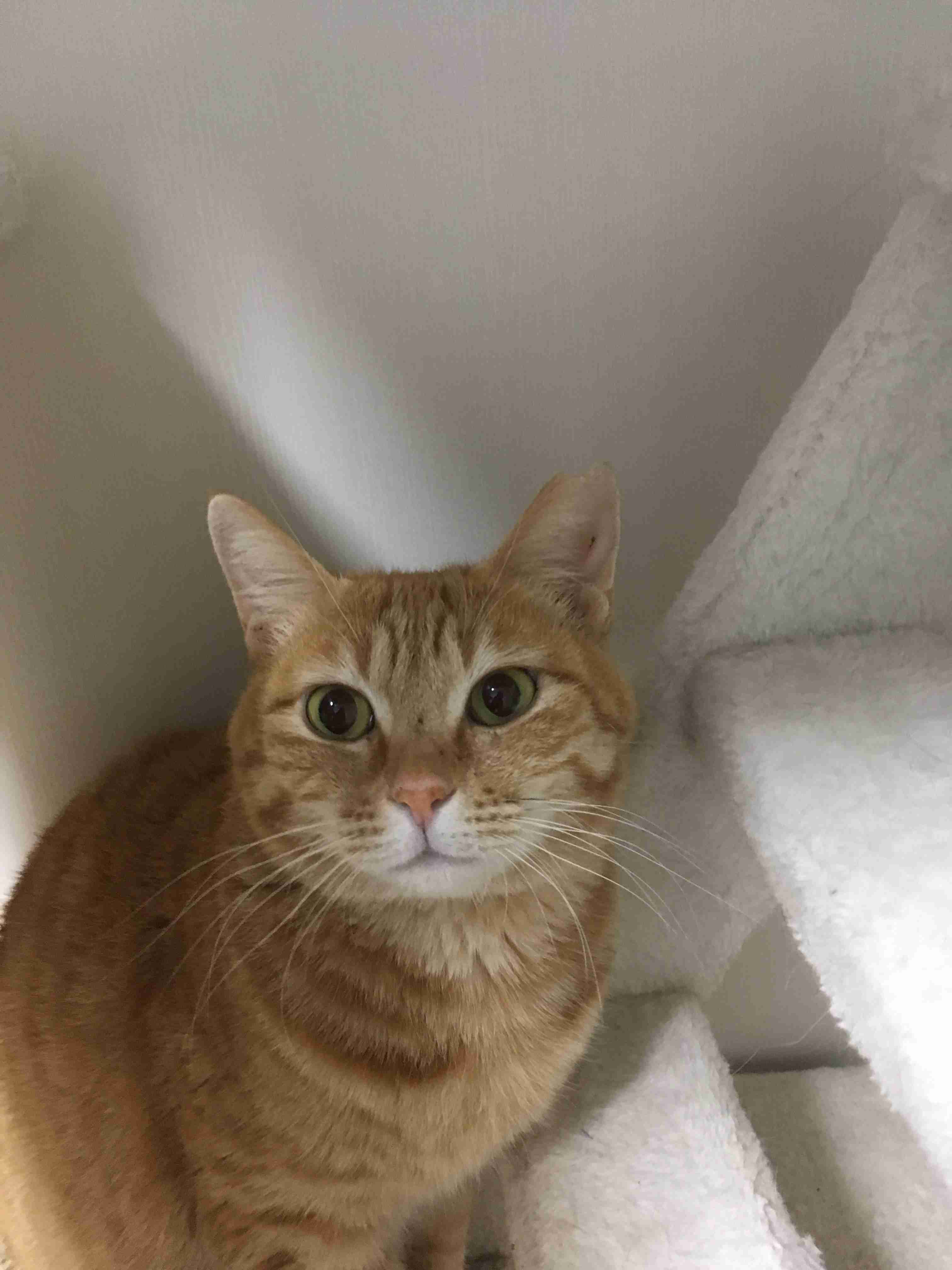 (身バレしない程度に)お宅の猫ちゃん見せてください！
