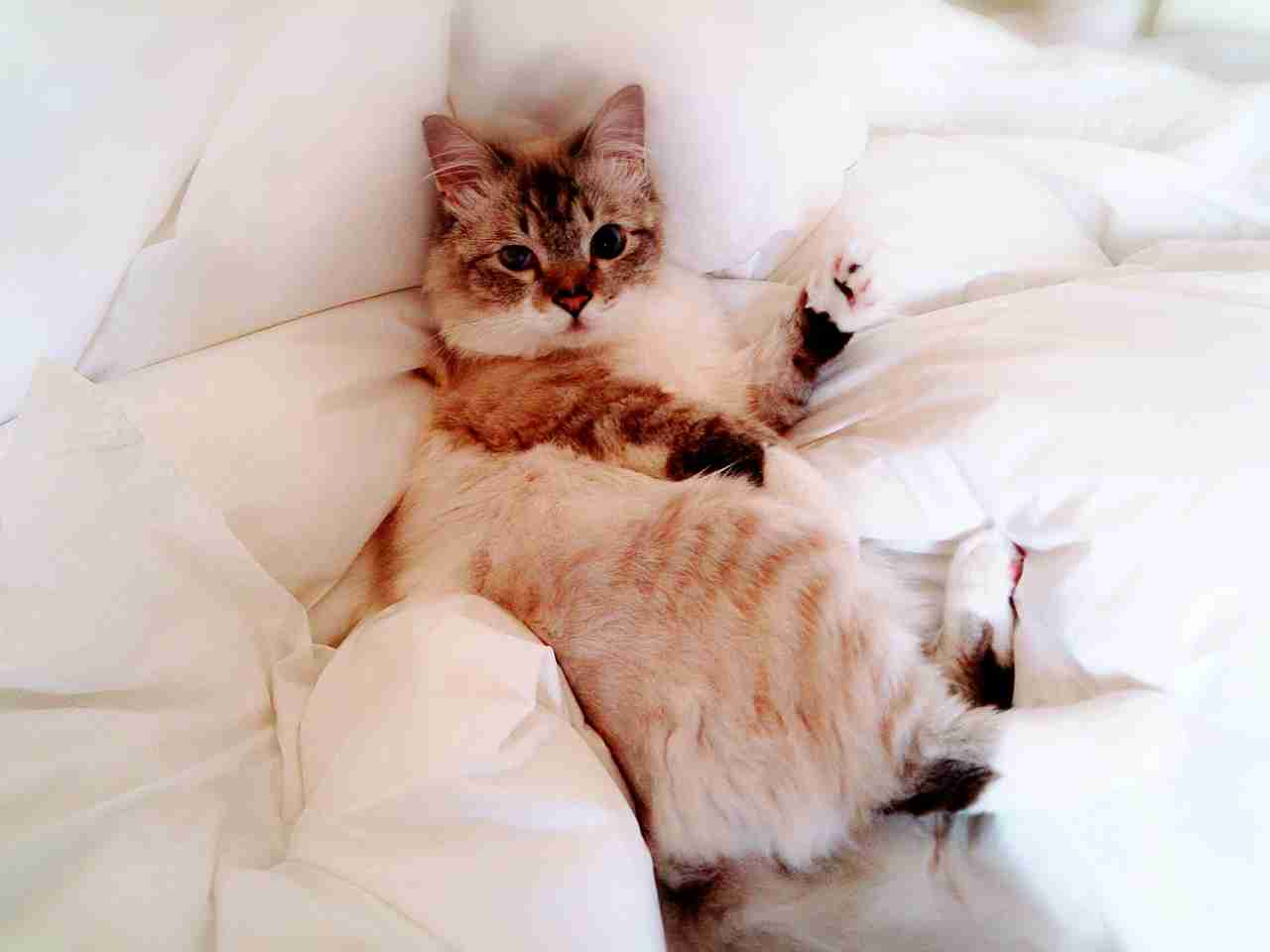 (身バレしない程度に)お宅の猫ちゃん見せてください!