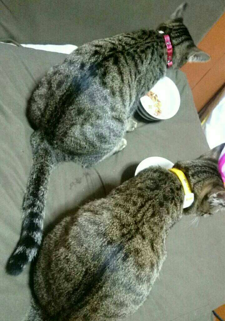 (身バレしない程度に)お宅の猫ちゃん見せてください!
