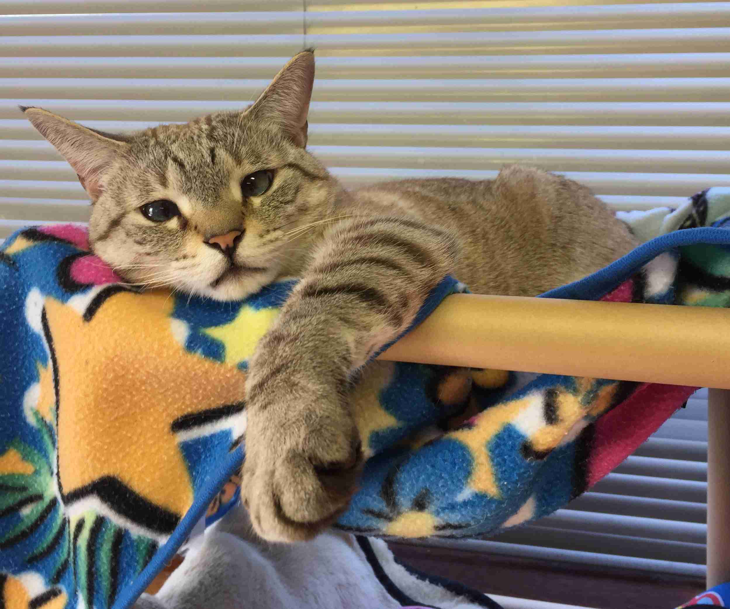 (身バレしない程度に)お宅の猫ちゃん見せてください！