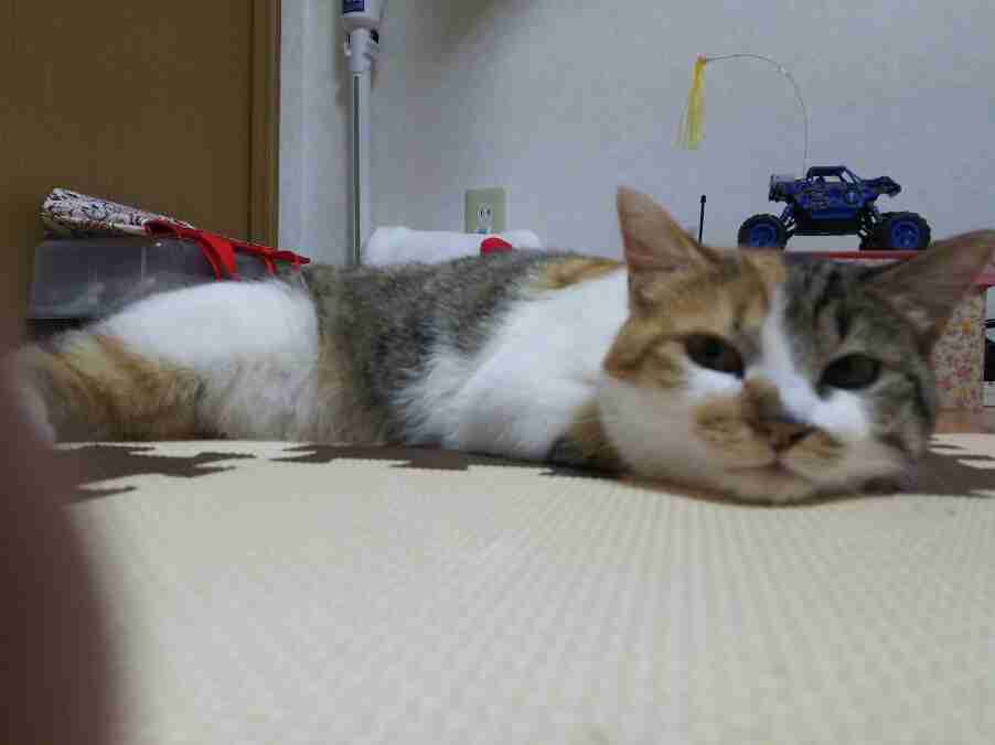 (身バレしない程度に)お宅の猫ちゃん見せてください!