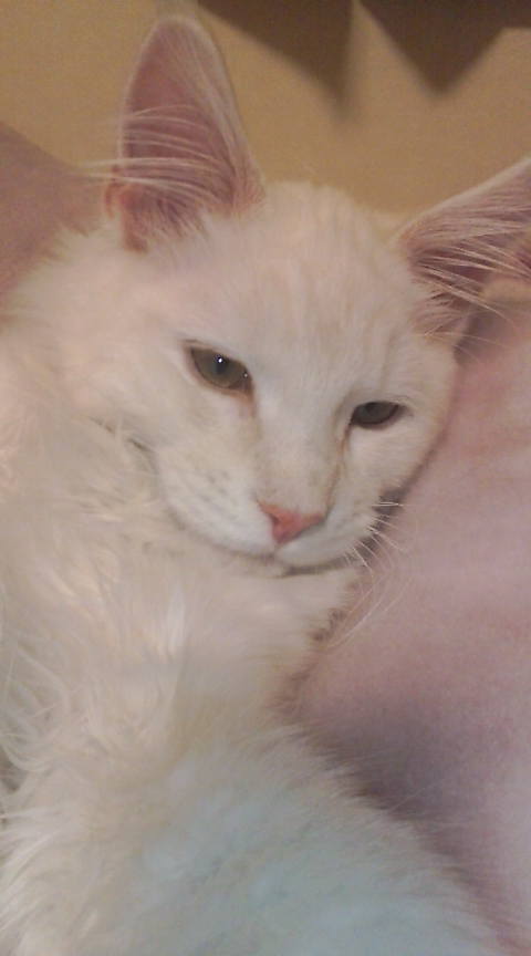 (身バレしない程度に)お宅の猫ちゃん見せてください!