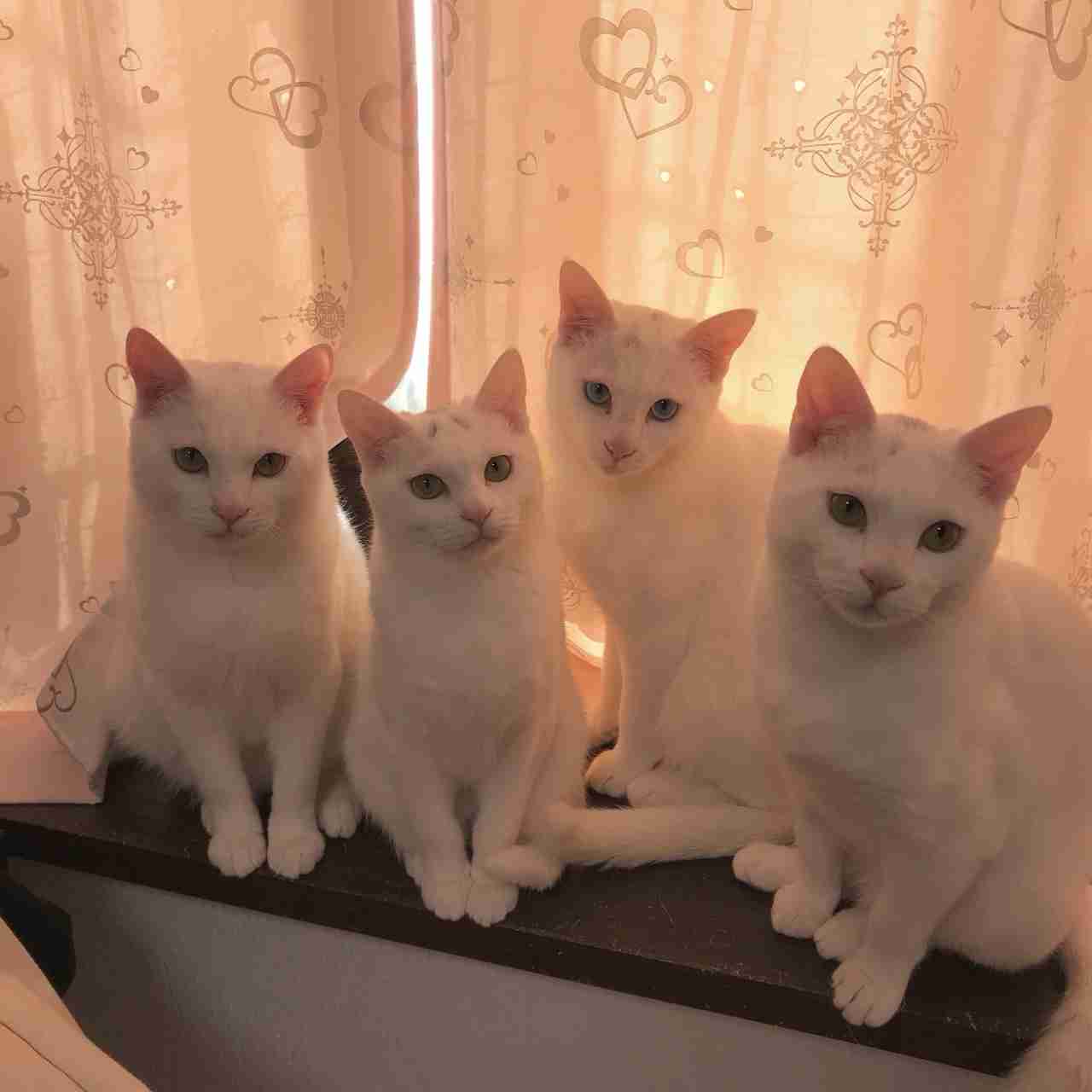 (身バレしない程度に)お宅の猫ちゃん見せてください!