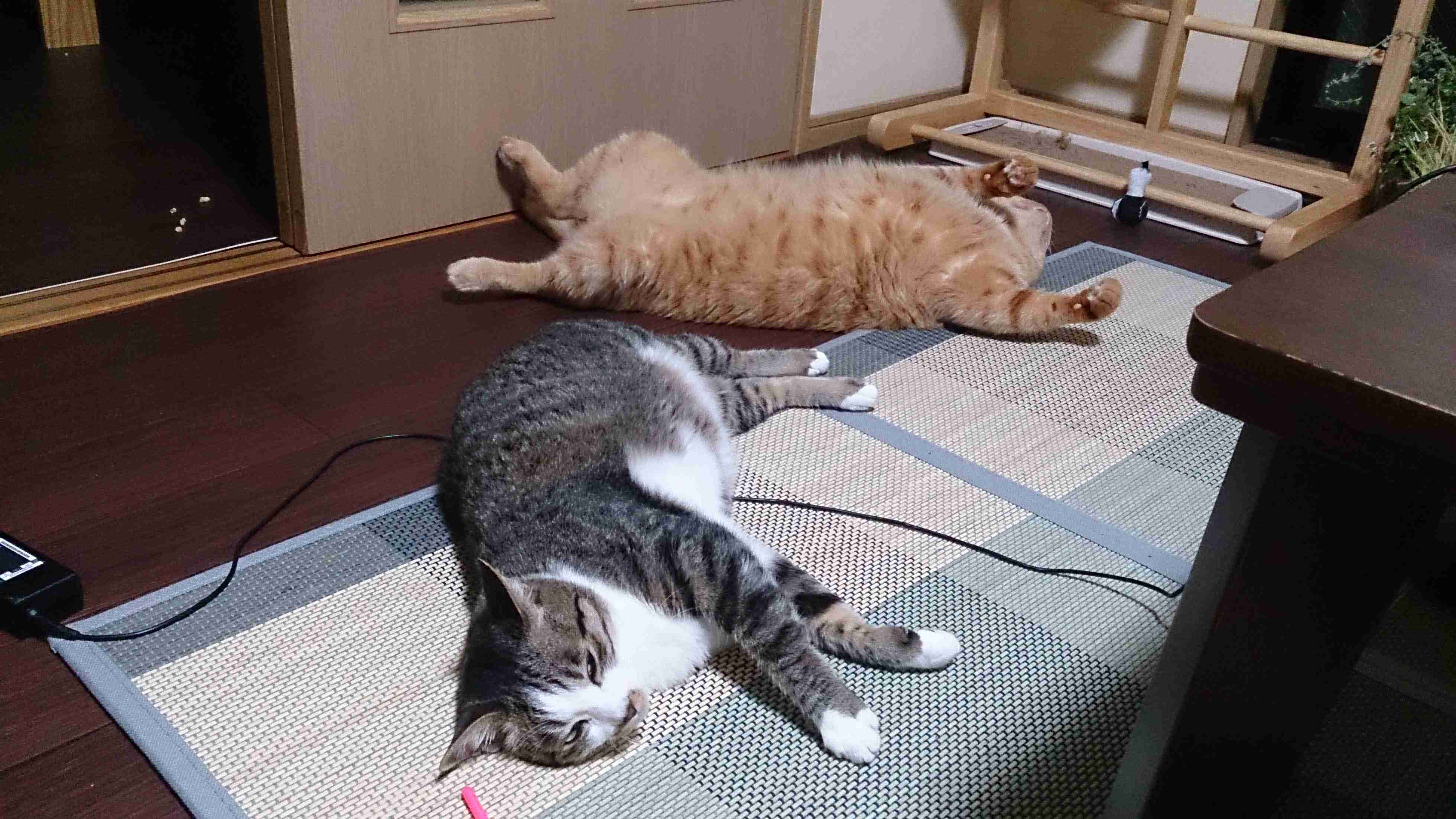 (身バレしない程度に)お宅の猫ちゃん見せてください!