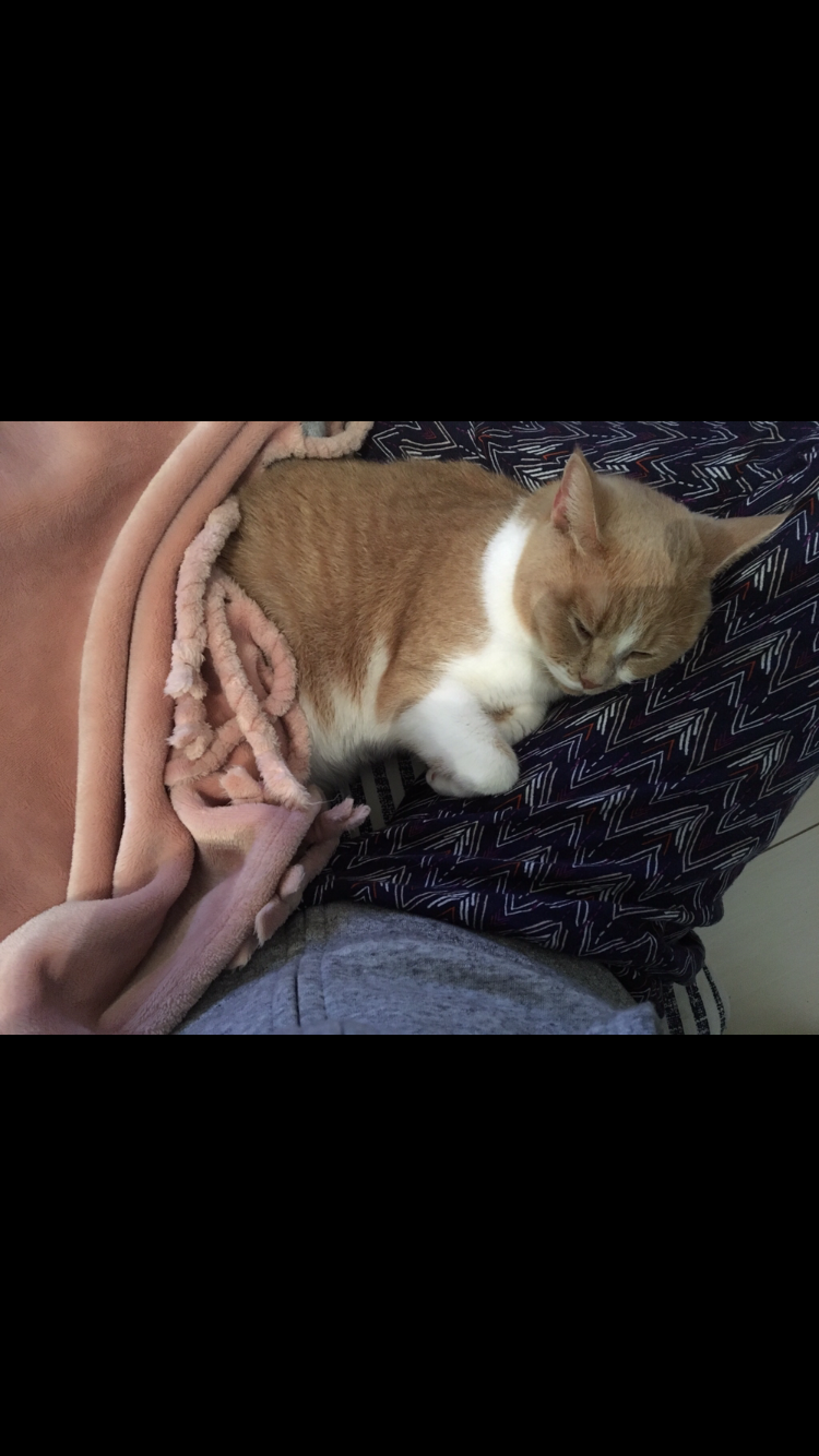 (身バレしない程度に)お宅の猫ちゃん見せてください!