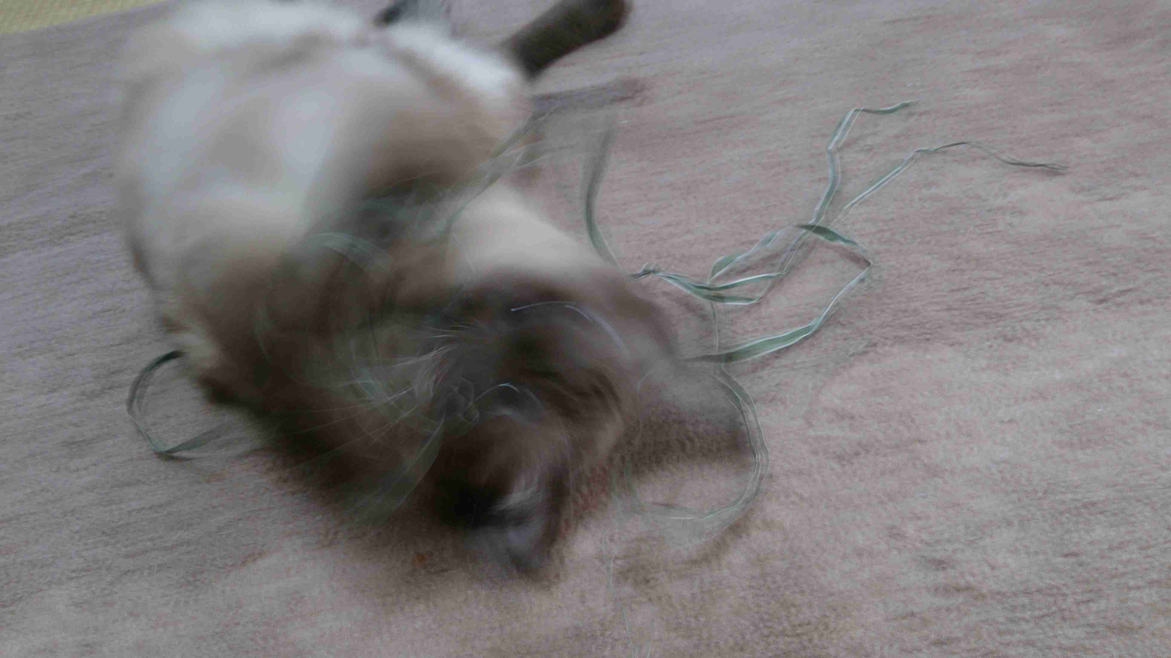 (身バレしない程度に)お宅の猫ちゃん見せてください!