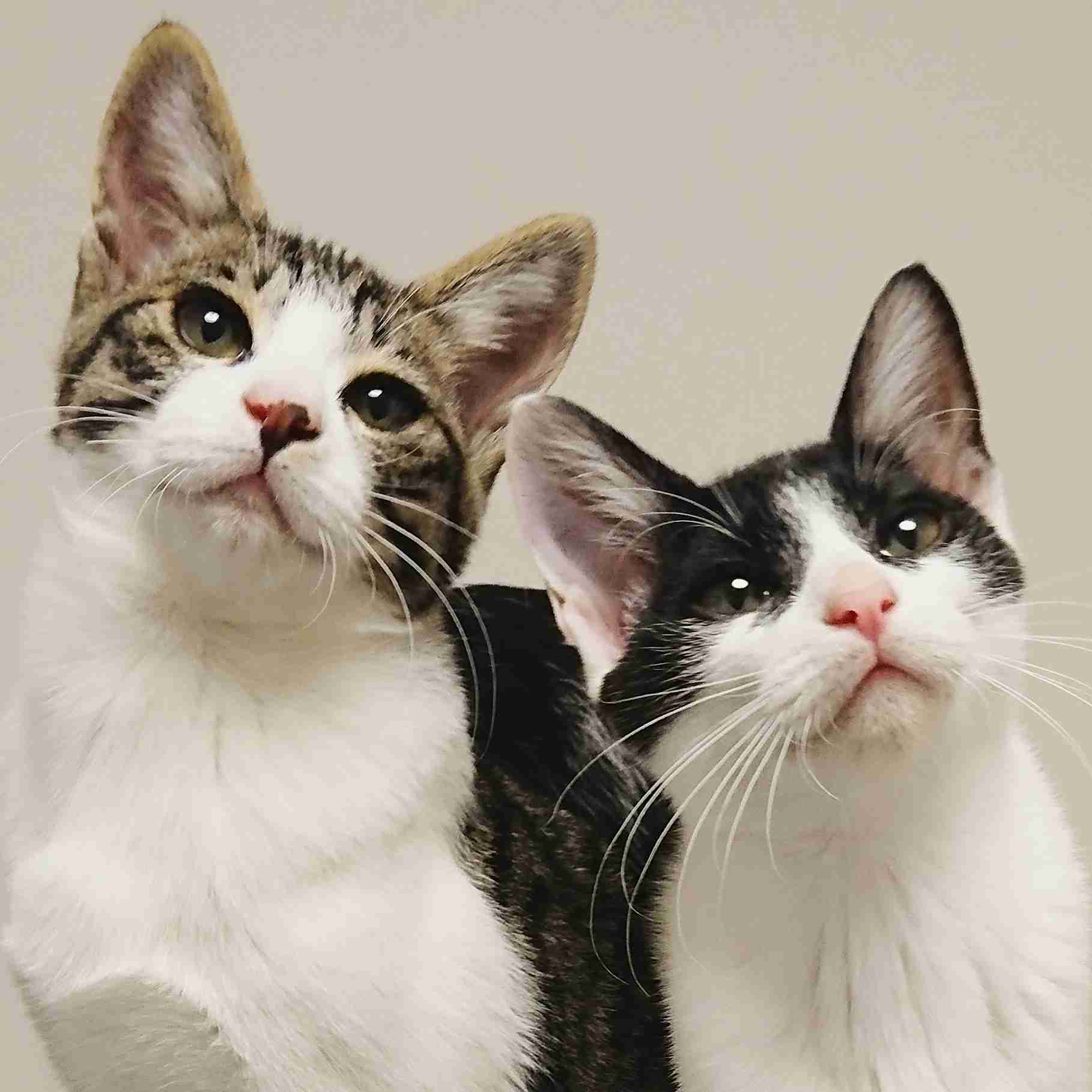 (身バレしない程度に)お宅の猫ちゃん見せてください!