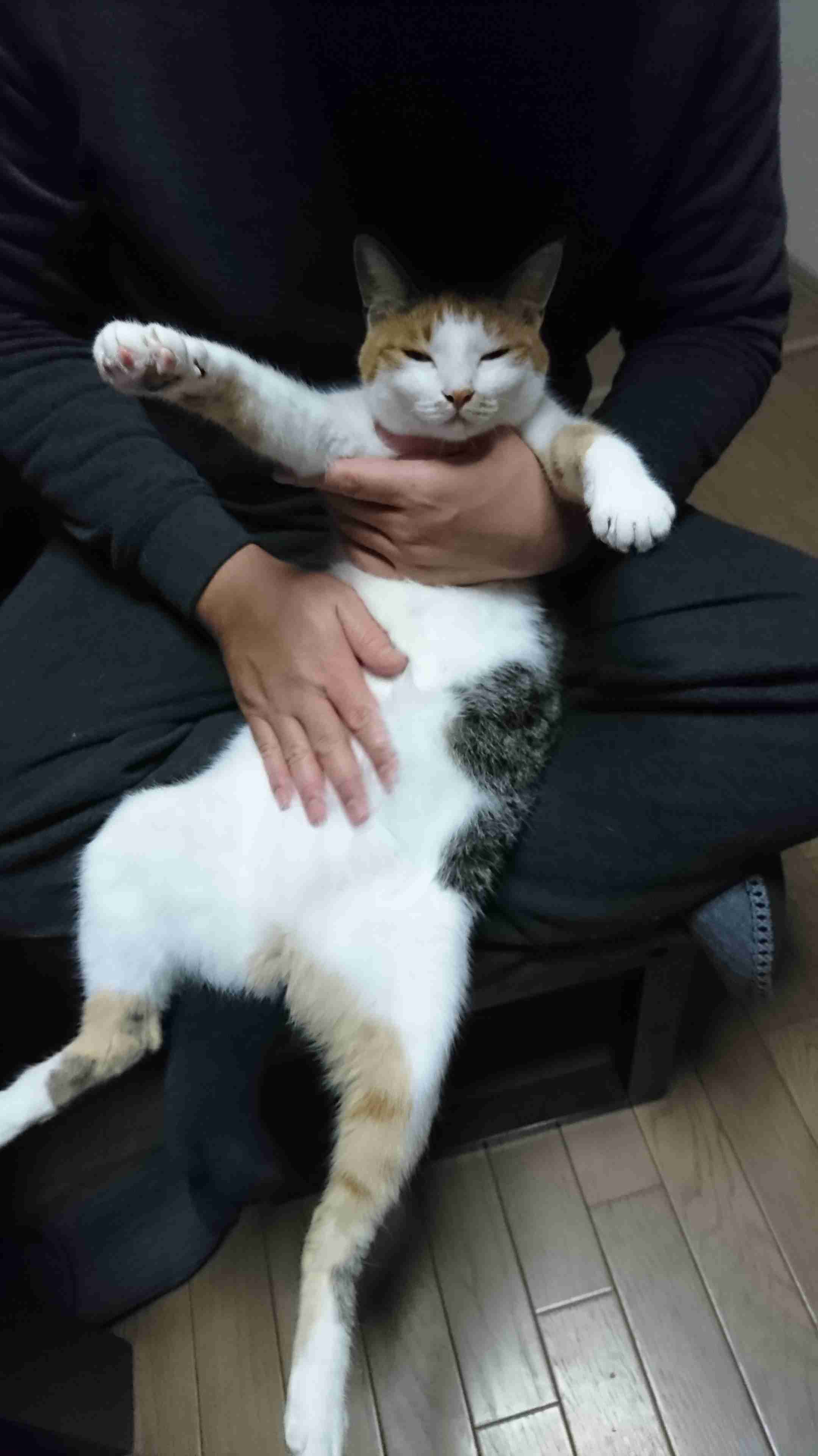 (身バレしない程度に)お宅の猫ちゃん見せてください!