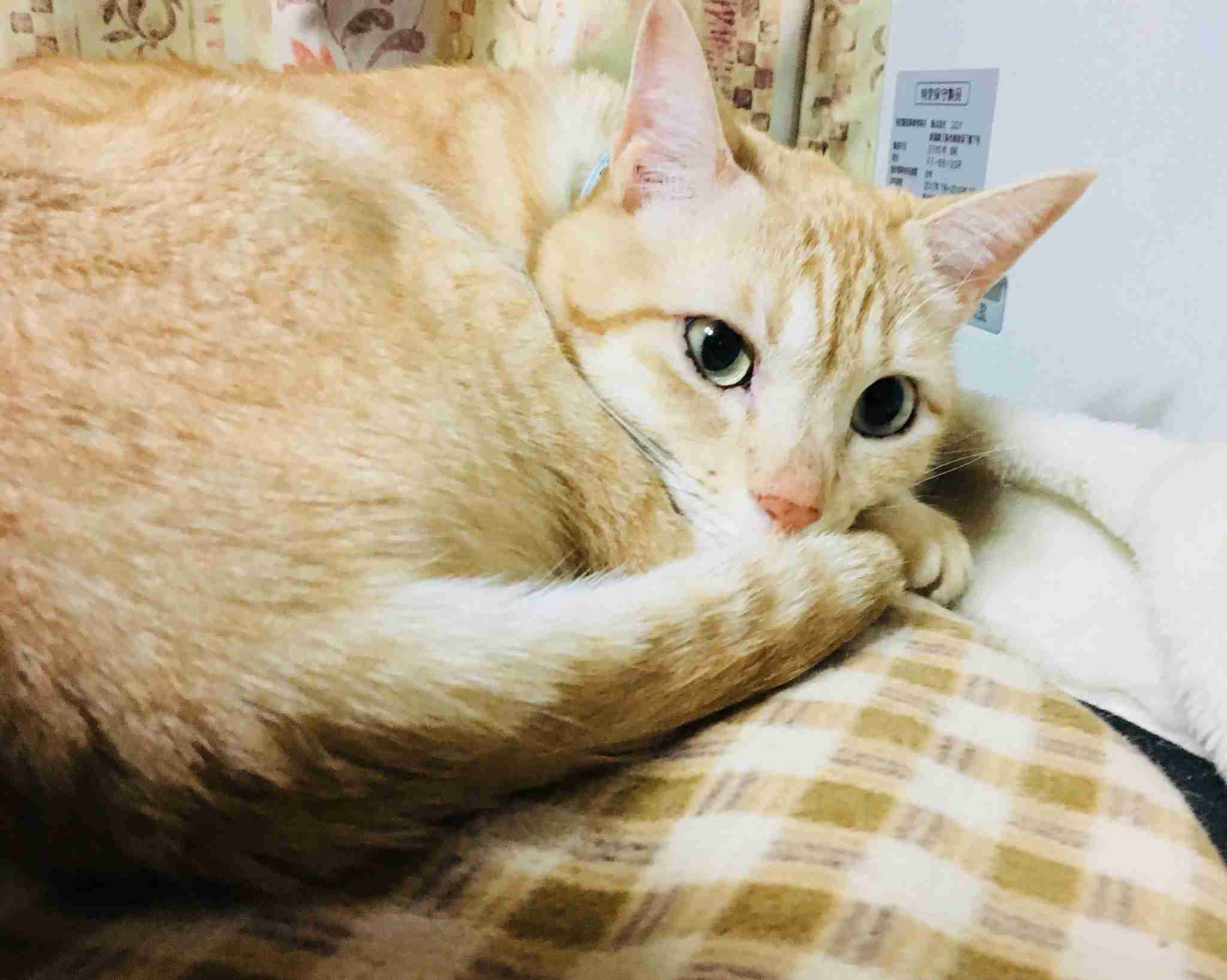 (身バレしない程度に)お宅の猫ちゃん見せてください!