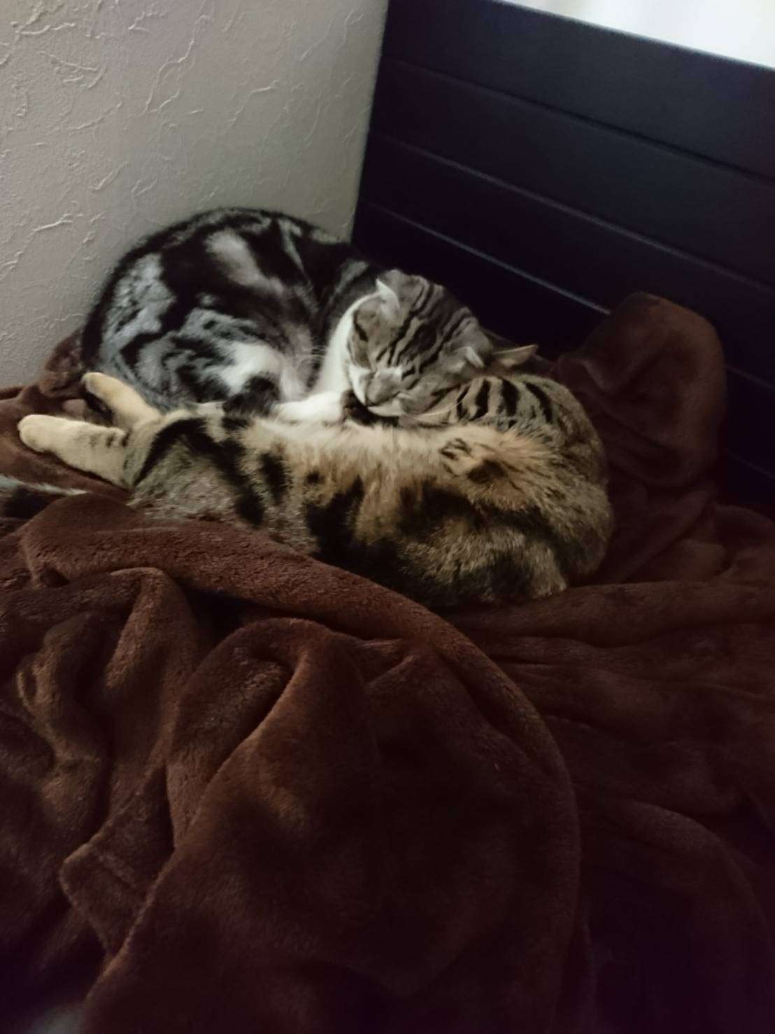 (身バレしない程度に)お宅の猫ちゃん見せてください!