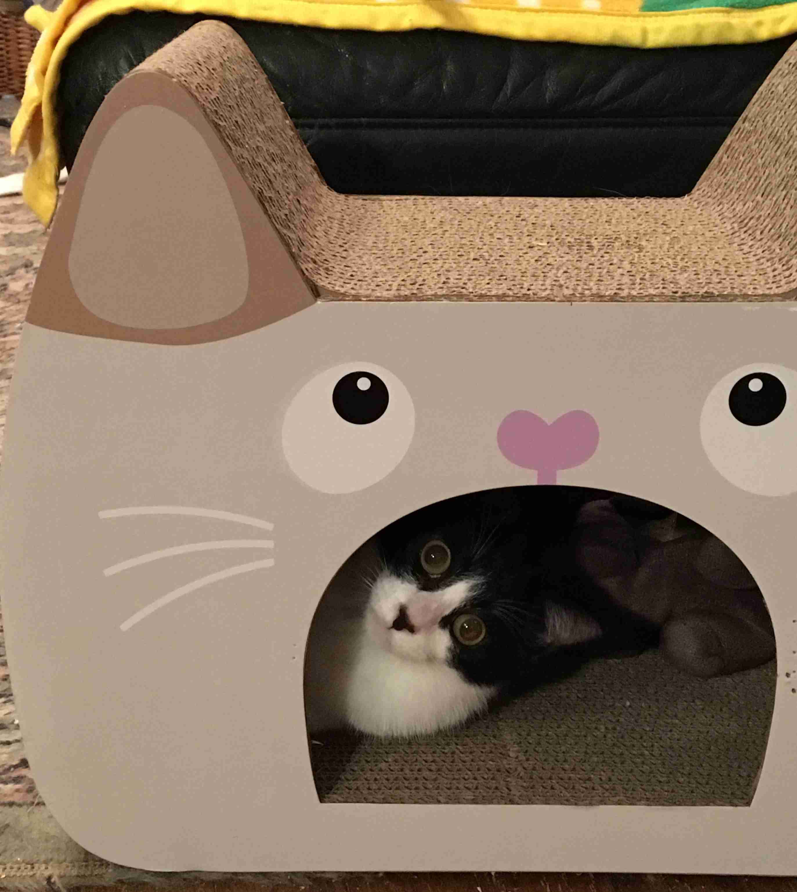 (身バレしない程度に)お宅の猫ちゃん見せてください!