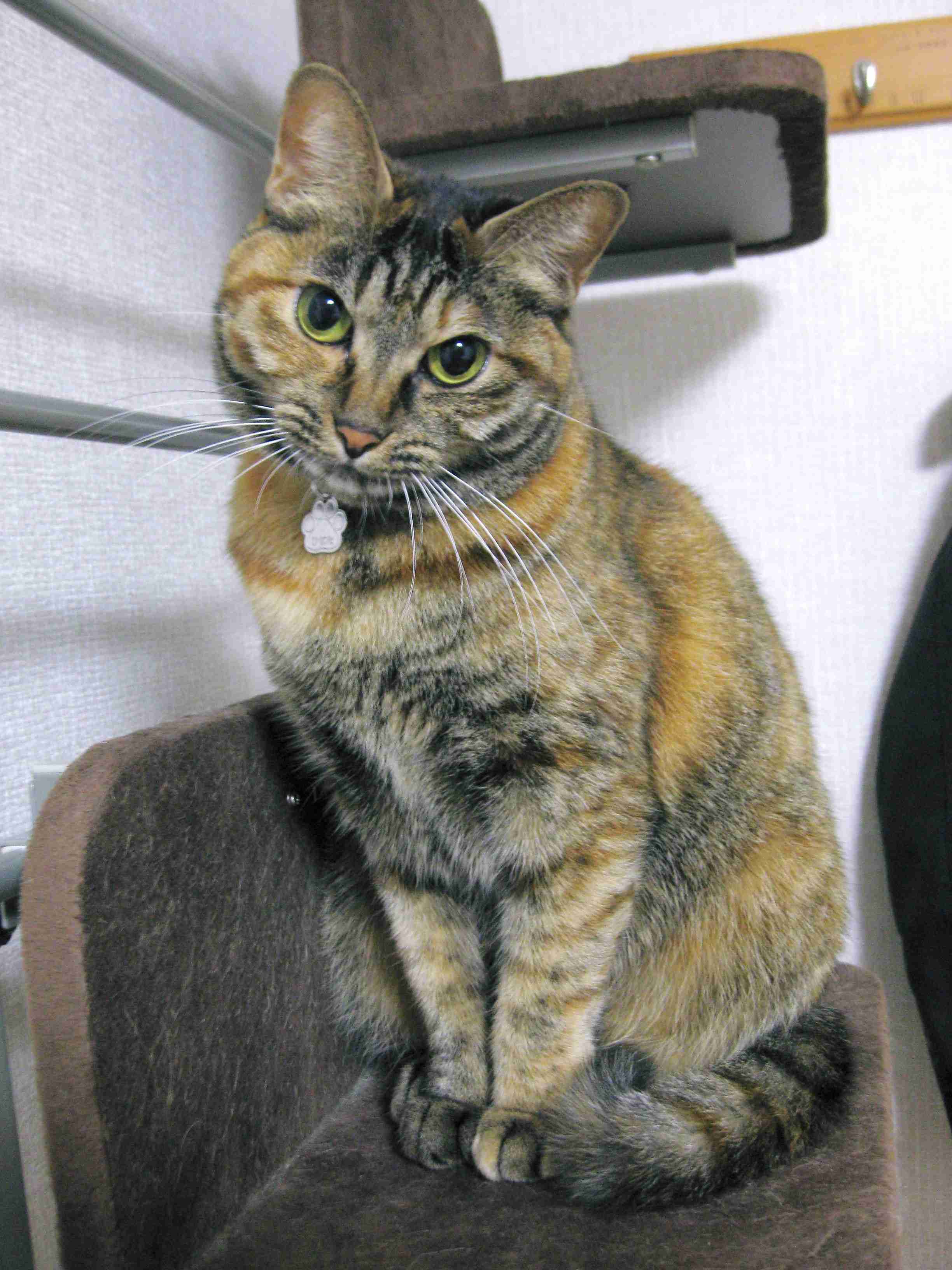 (身バレしない程度に)お宅の猫ちゃん見せてください!