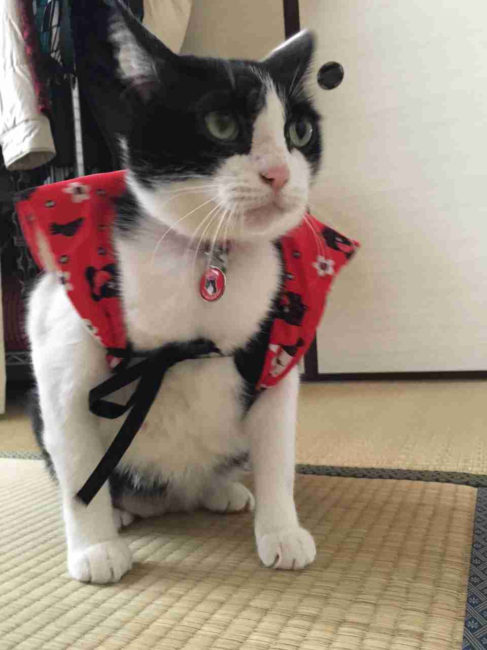 (身バレしない程度に)お宅の猫ちゃん見せてください!