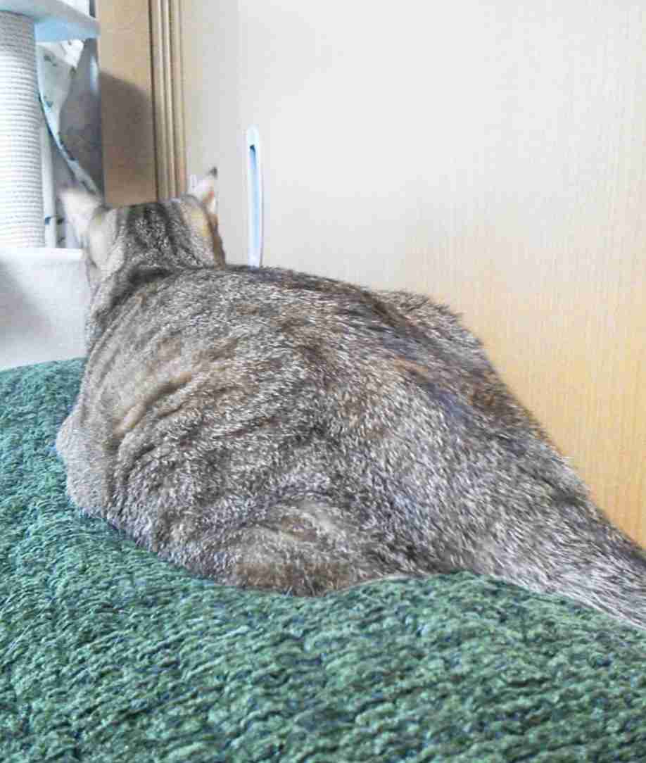 (身バレしない程度に)お宅の猫ちゃん見せてください!