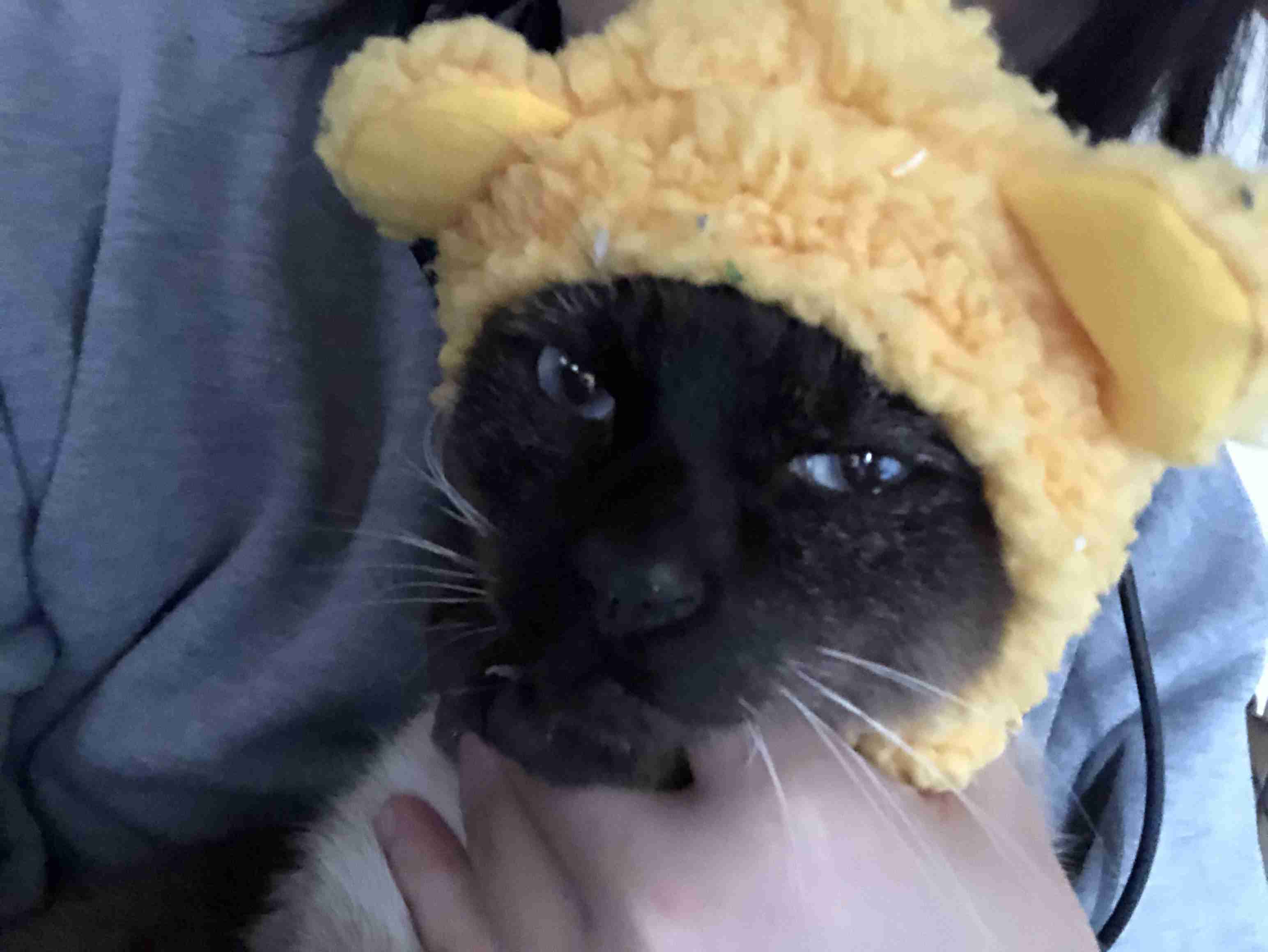 (身バレしない程度に)お宅の猫ちゃん見せてください!