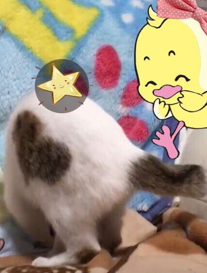 (身バレしない程度に)お宅の猫ちゃん見せてください!